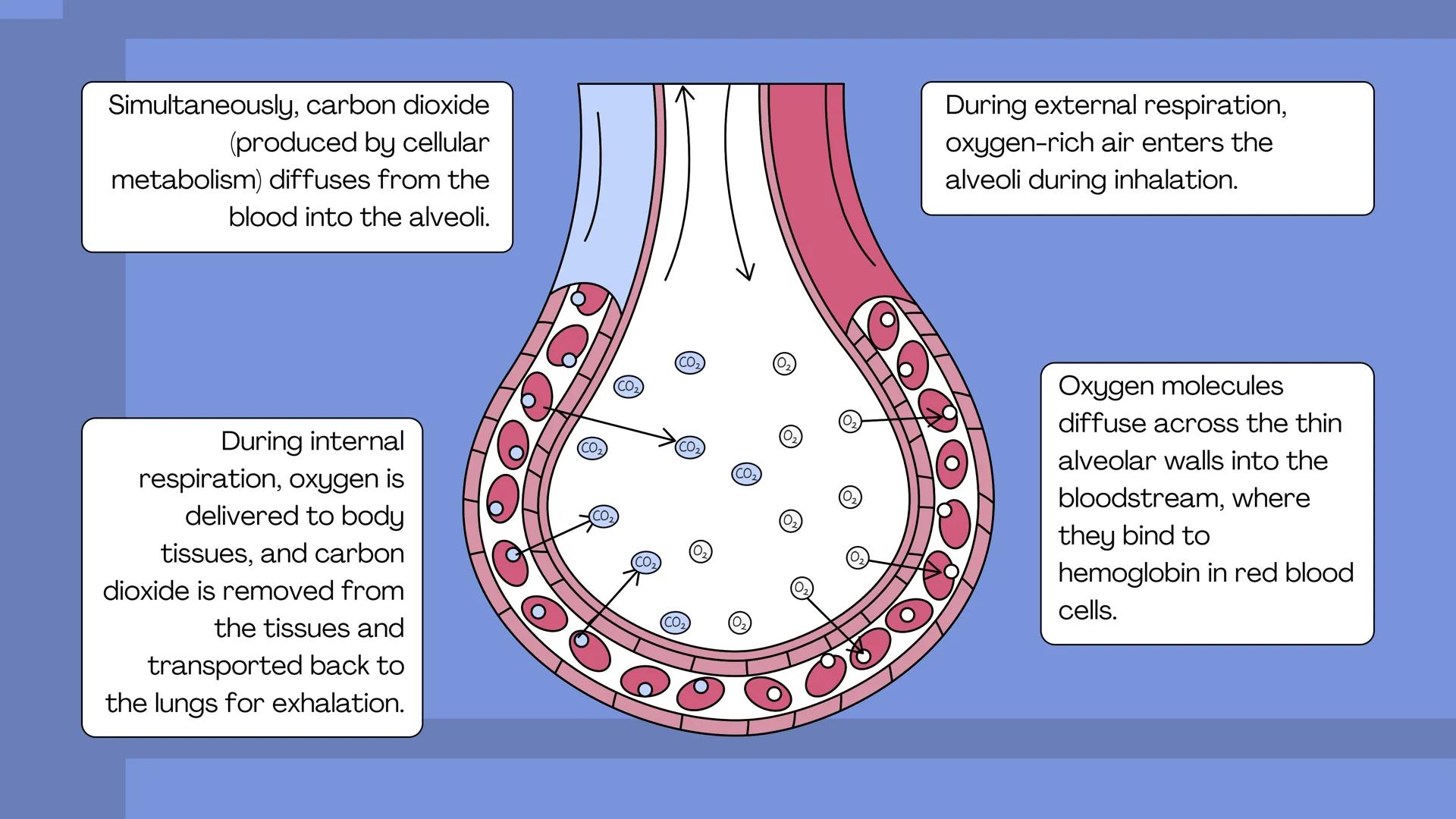 # THE BODY SYSTEMS
# THE HUMAN
# RESPIRATORY
# SYSTEM LET'S IMAGINE
Imagine you're a tiny oxygen molecule
taking a thrilling journey throug