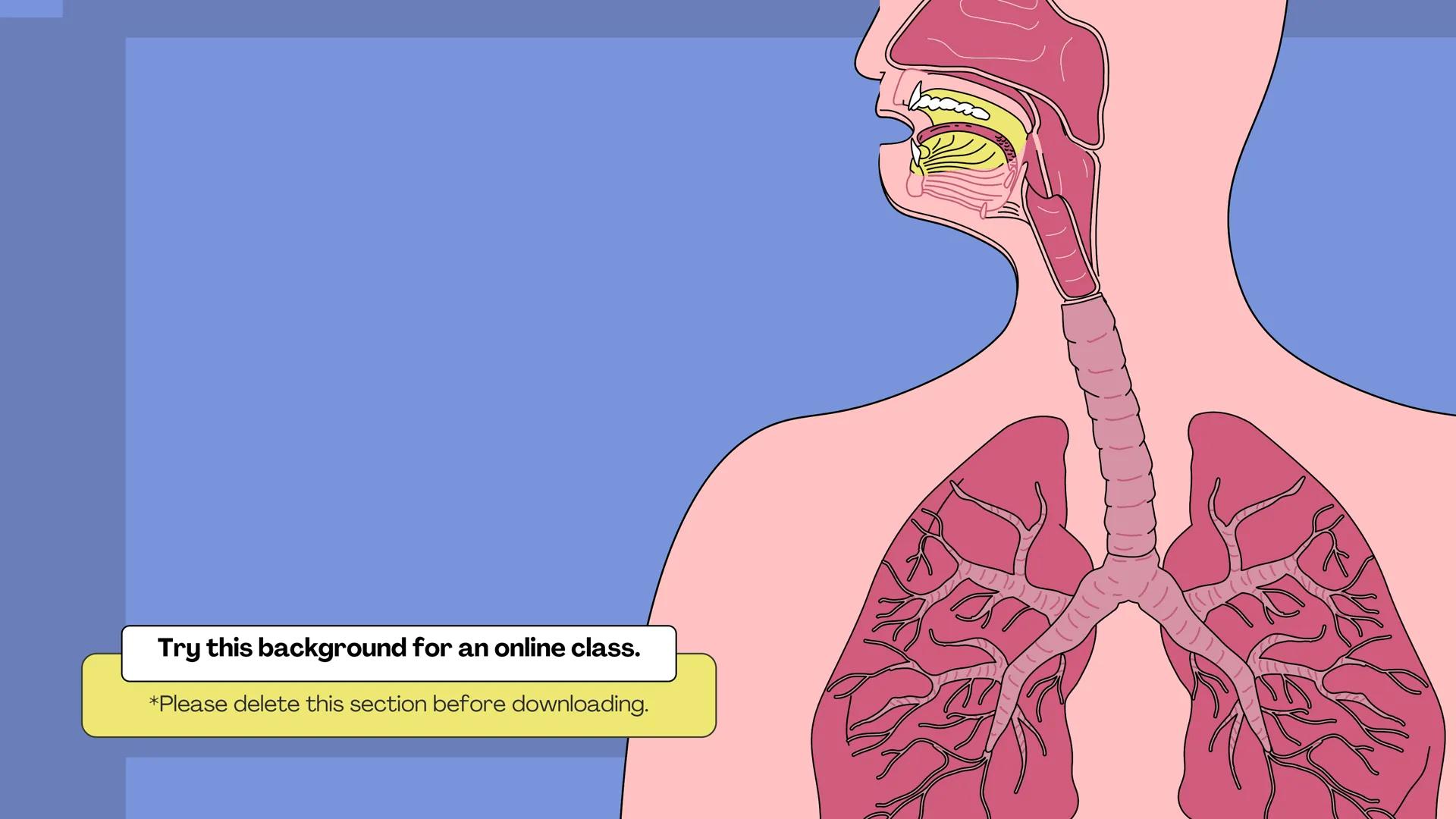 # THE BODY SYSTEMS
# THE HUMAN
# RESPIRATORY
# SYSTEM LET'S IMAGINE
Imagine you're a tiny oxygen molecule
taking a thrilling journey throug