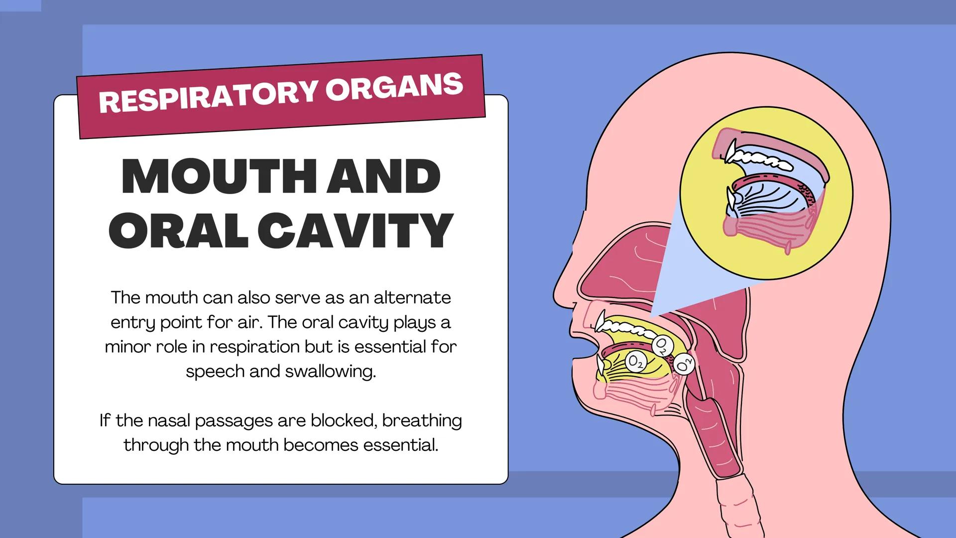 # THE BODY SYSTEMS
# THE HUMAN
# RESPIRATORY
# SYSTEM LET'S IMAGINE
Imagine you're a tiny oxygen molecule
taking a thrilling journey throug