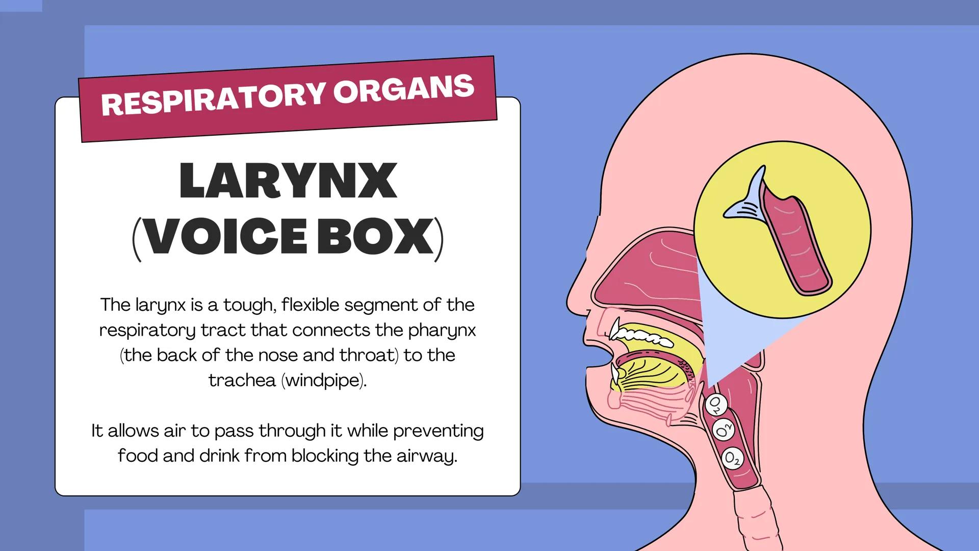 # THE BODY SYSTEMS
# THE HUMAN
# RESPIRATORY
# SYSTEM LET'S IMAGINE
Imagine you're a tiny oxygen molecule
taking a thrilling journey throug