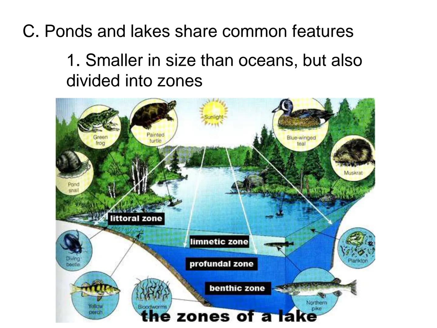 # UNIT 5
Chapter 15
The Biosphere UNIT 5: ECOLOGY
Chapter 15: The Biosphere
I. Life in the Earth System (15.1)
A. The biosphere is the por