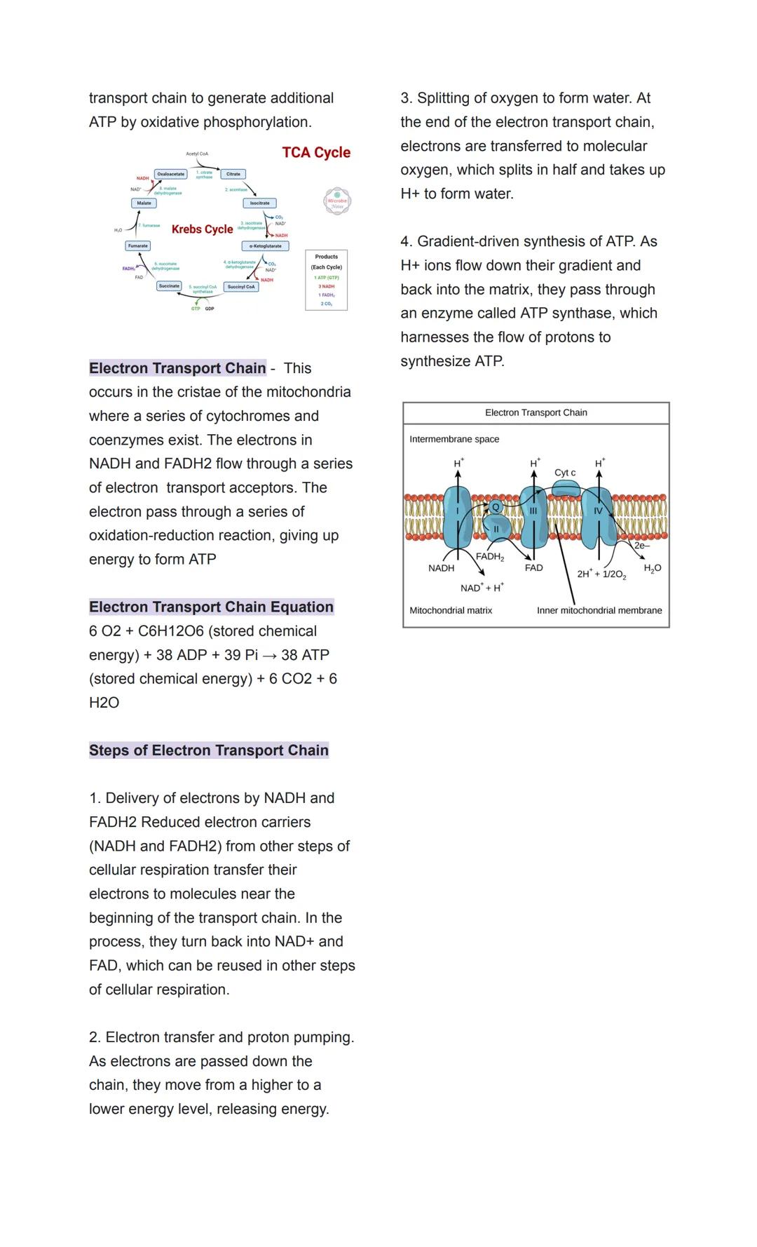 GENERAL BIOLOGY 1
1st Semester | 1st Quarter Reviewer
Made by: Ezekiel Klein Ramos
LESSON 1: THE CELL THEORY
- All living things are made up