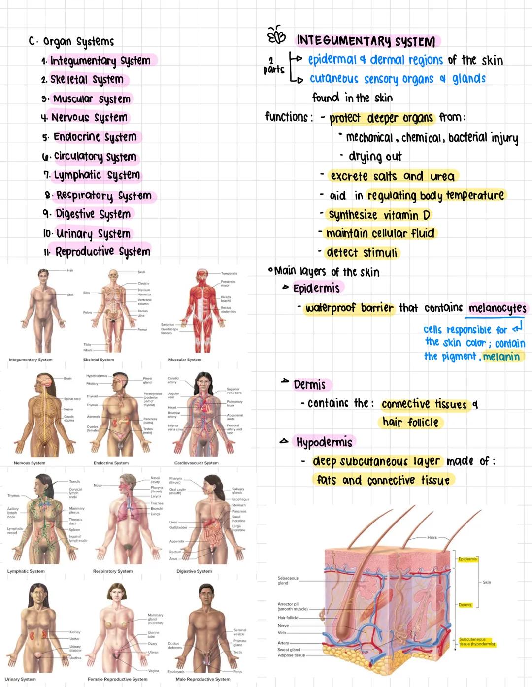 A. Terms:
health science
• Anatomy- the structure and shape of the
body and body parts
• Physiology - the function of the body and
its parts