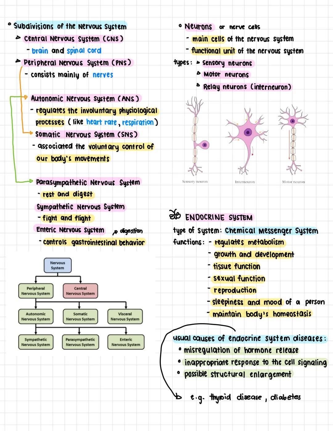 A. Terms:
health science
• Anatomy- the structure and shape of the
body and body parts
• Physiology - the function of the body and
its parts