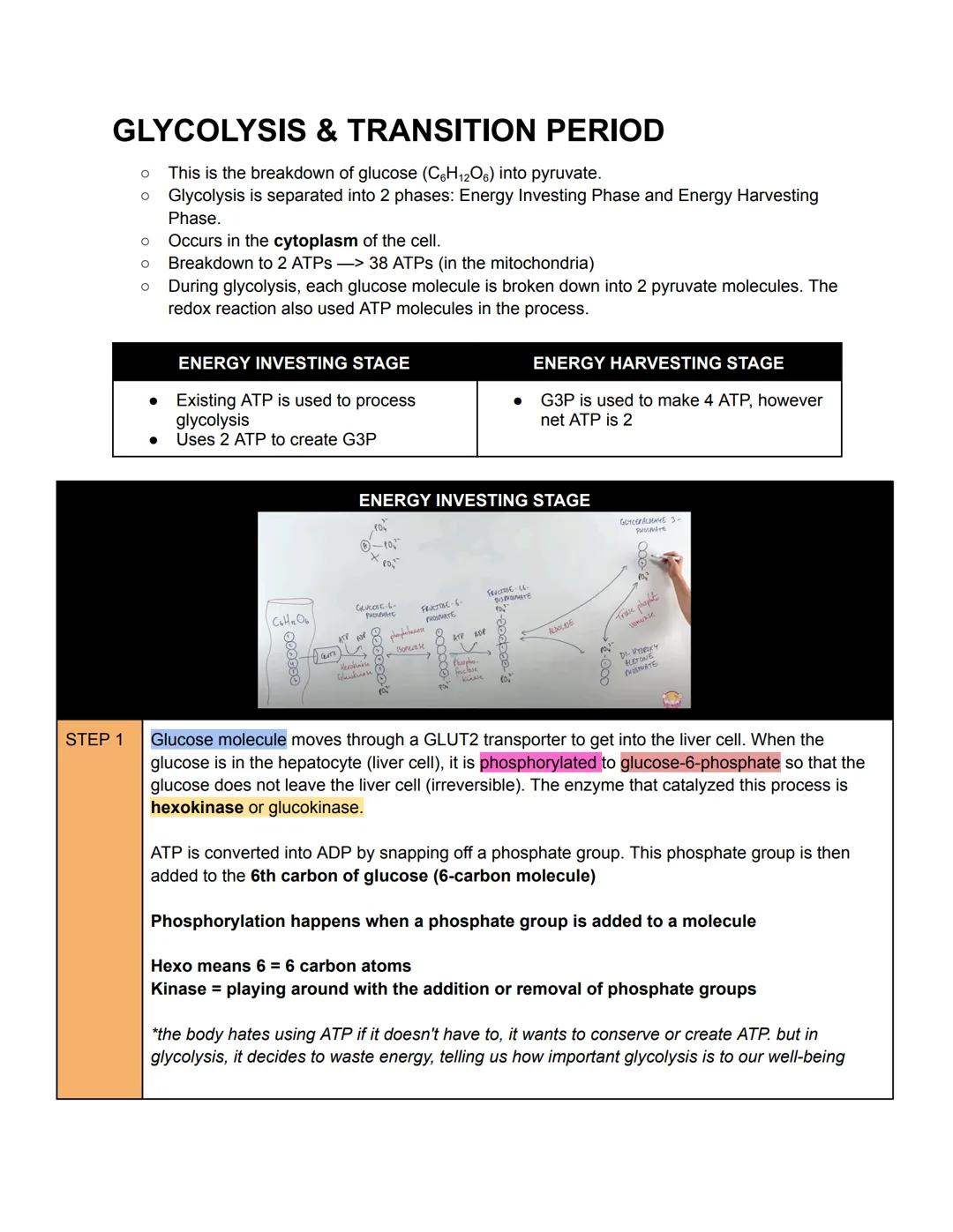 COVERAGE
1. Anaerobic Respiration
a. Lactic Acid Fermentation
b. Alcoholic Fermentation
2. Glycolysis & Transition Period
a. Enumerate proce