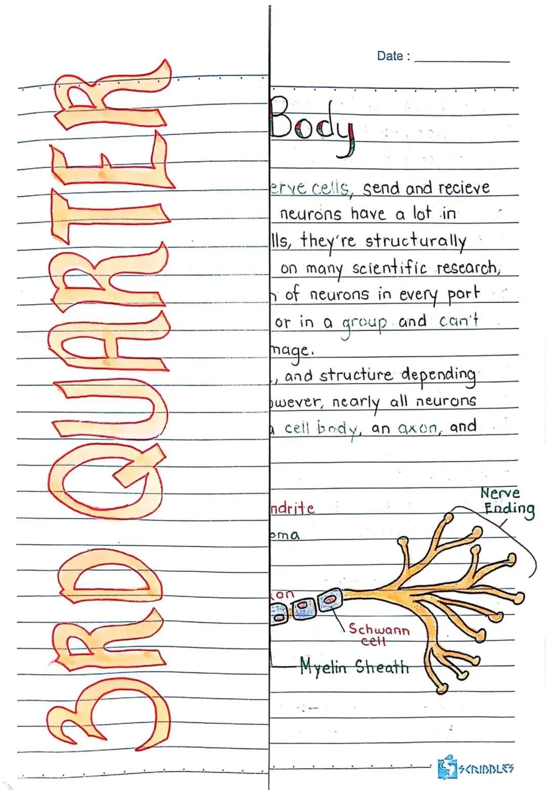 3RD QUARTER
Date:
Body
erve cells, send and recieve
neurons have a lot in
Ils, they're structurally
on many scientific research,
of neurons