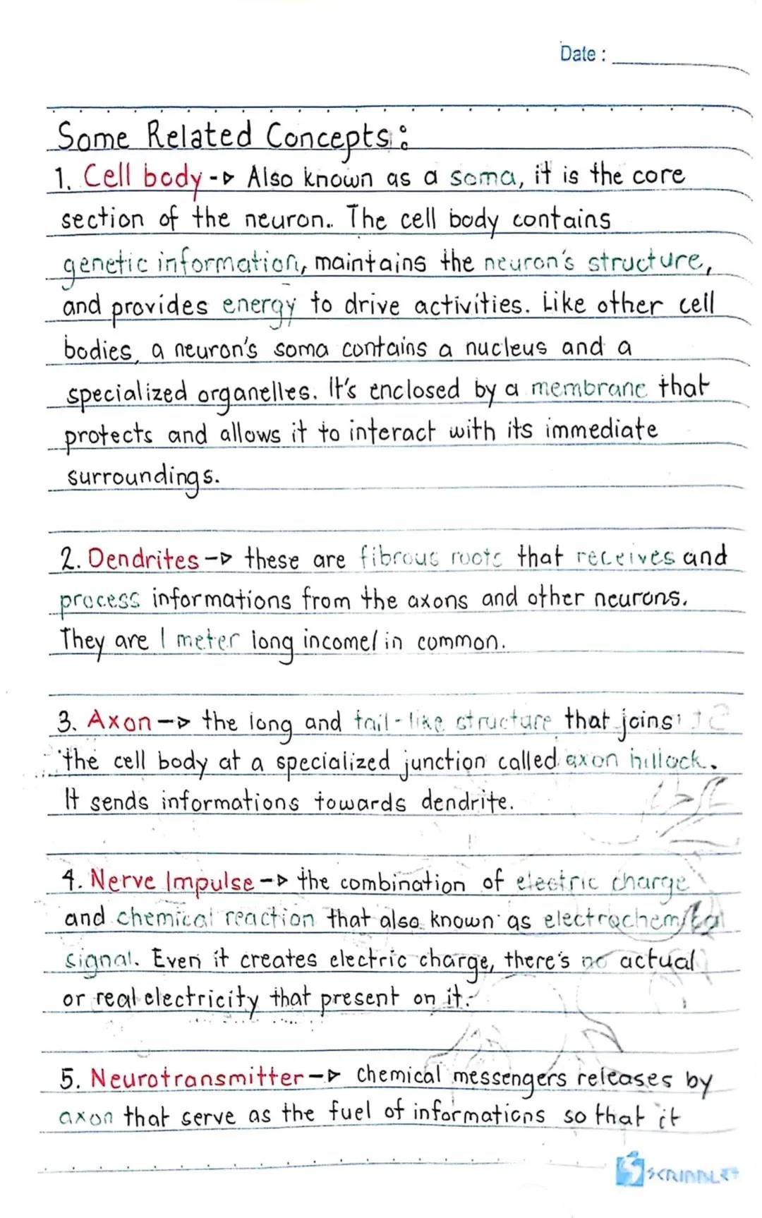 3RD QUARTER
Date:
Body
erve cells, send and recieve
neurons have a lot in
Ils, they're structurally
on many scientific research,
of neurons
