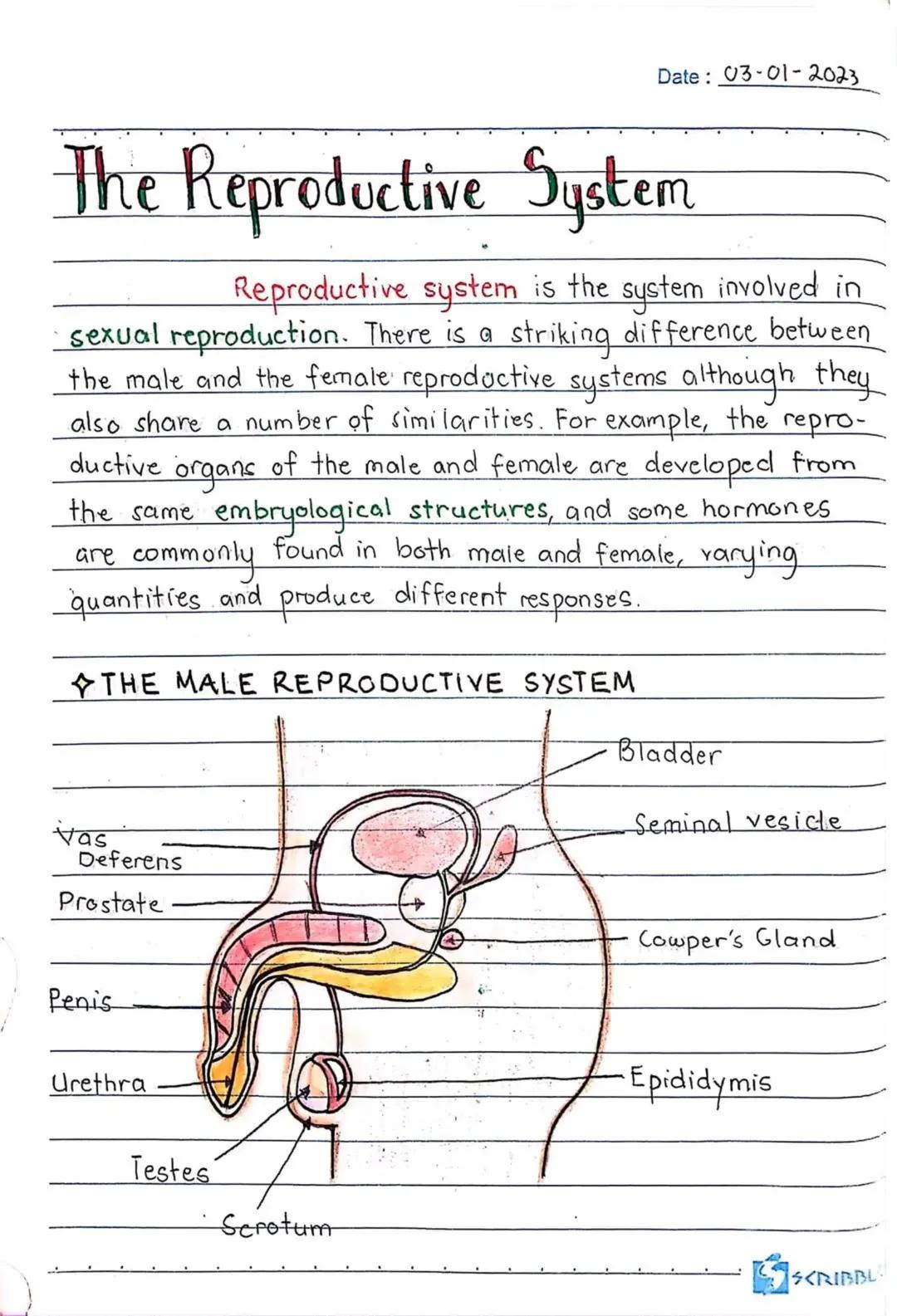 3RD QUARTER
Date:
Body
erve cells, send and recieve
neurons have a lot in
Ils, they're structurally
on many scientific research,
of neurons
