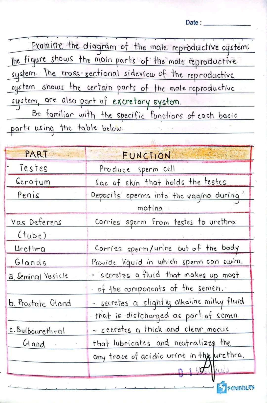 3RD QUARTER
Date:
Body
erve cells, send and recieve
neurons have a lot in
Ils, they're structurally
on many scientific research,
of neurons