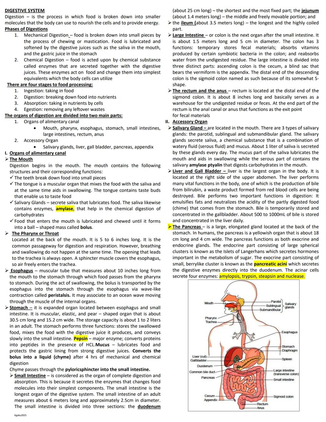 DIGESTIVE SYSTEM
Digestion is the process in which food is broken down into smaller
molecules that the body can use to nourish the cells and
