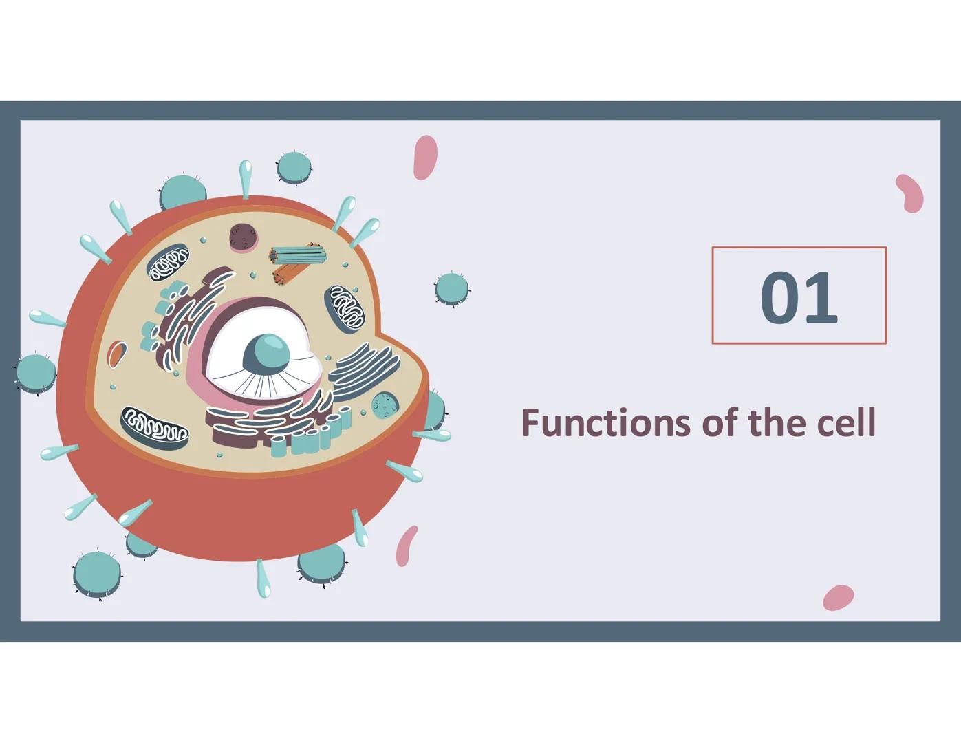 # 01
Functions of the cell Cells- basic units of all living things
Plasma membrane/ cell membrane- outer
boundary of the cell; cell interac