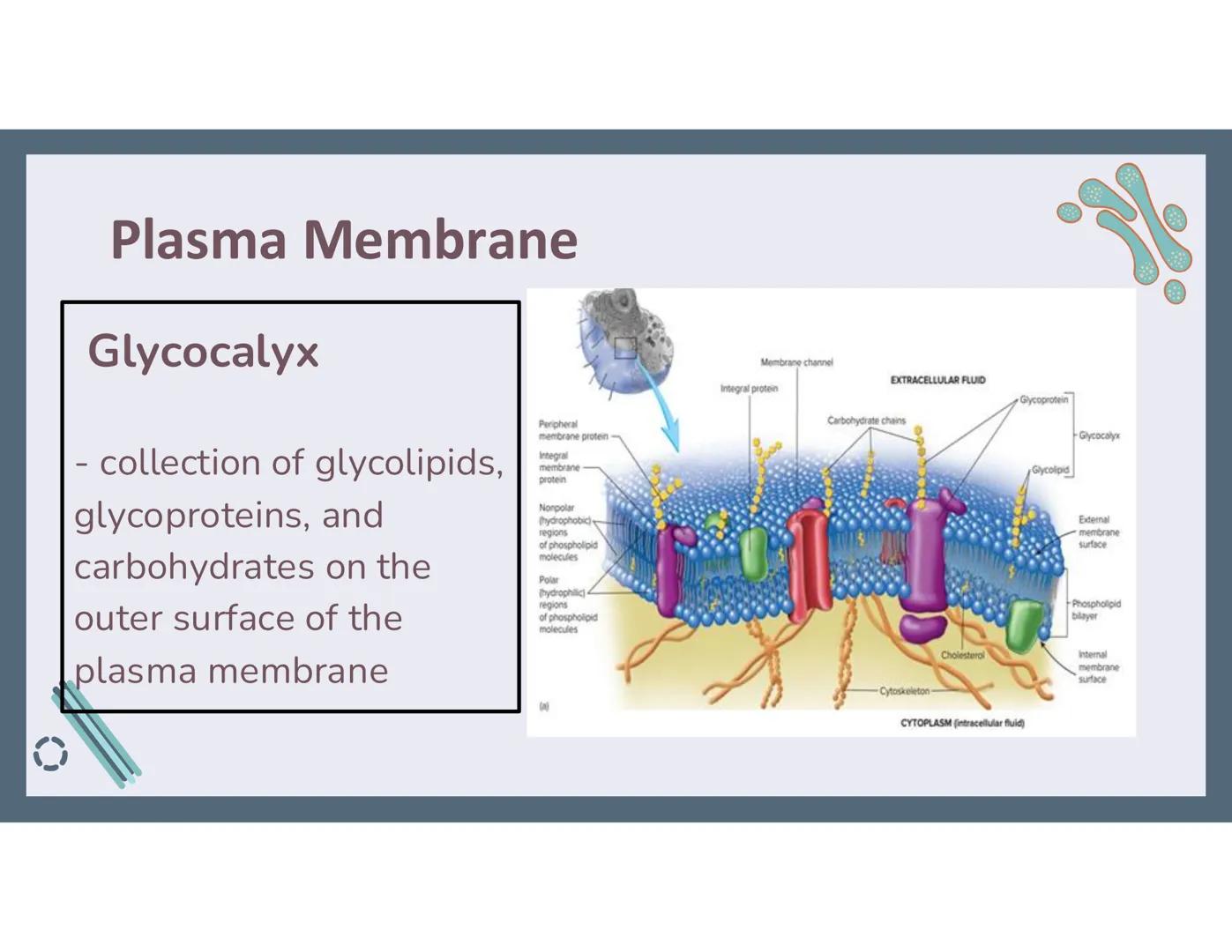 # 01
Functions of the cell Cells- basic units of all living things
Plasma membrane/ cell membrane- outer
boundary of the cell; cell interac