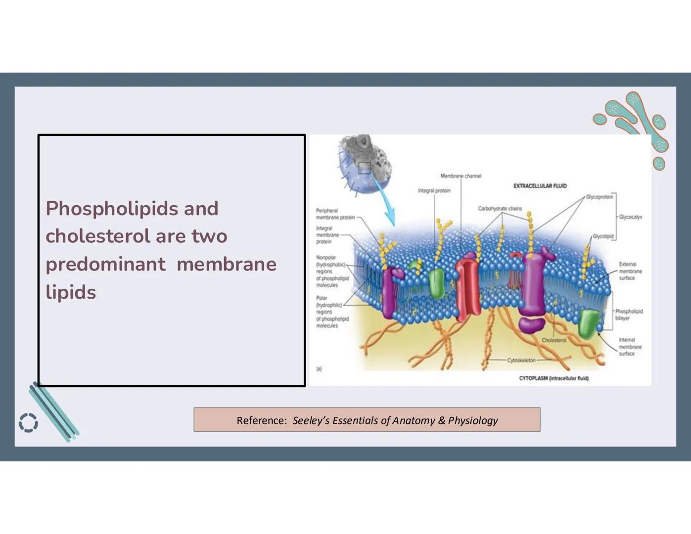# 01
Functions of the cell Cells- basic units of all living things
Plasma membrane/ cell membrane- outer
boundary of the cell; cell interac