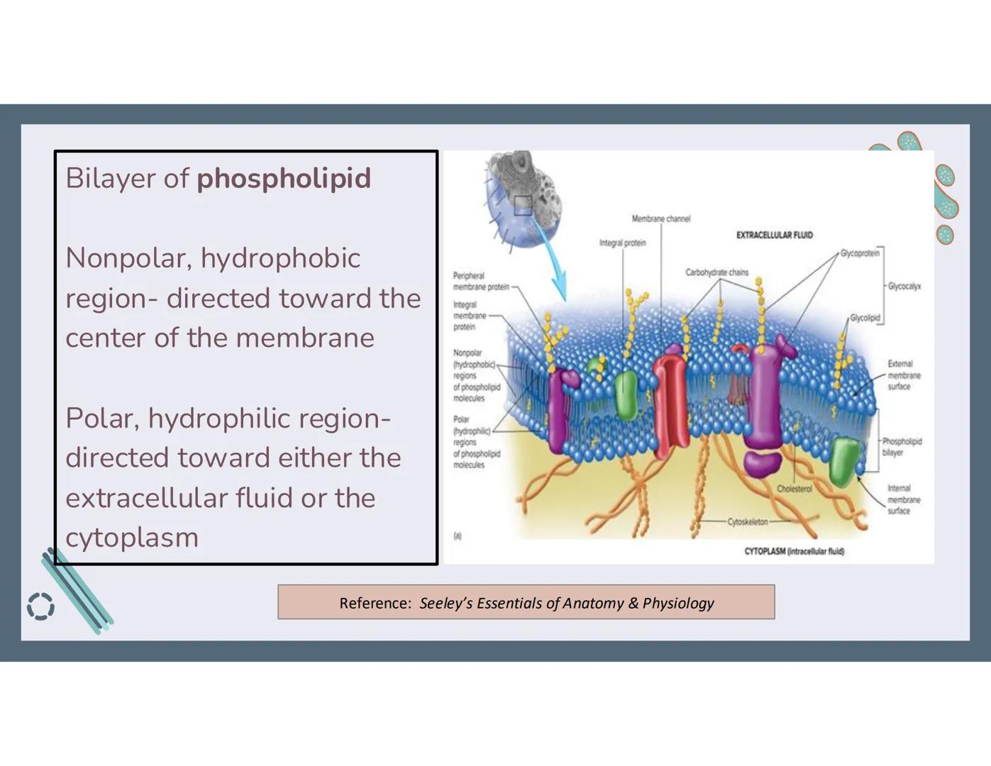 # 01
Functions of the cell Cells- basic units of all living things
Plasma membrane/ cell membrane- outer
boundary of the cell; cell interac