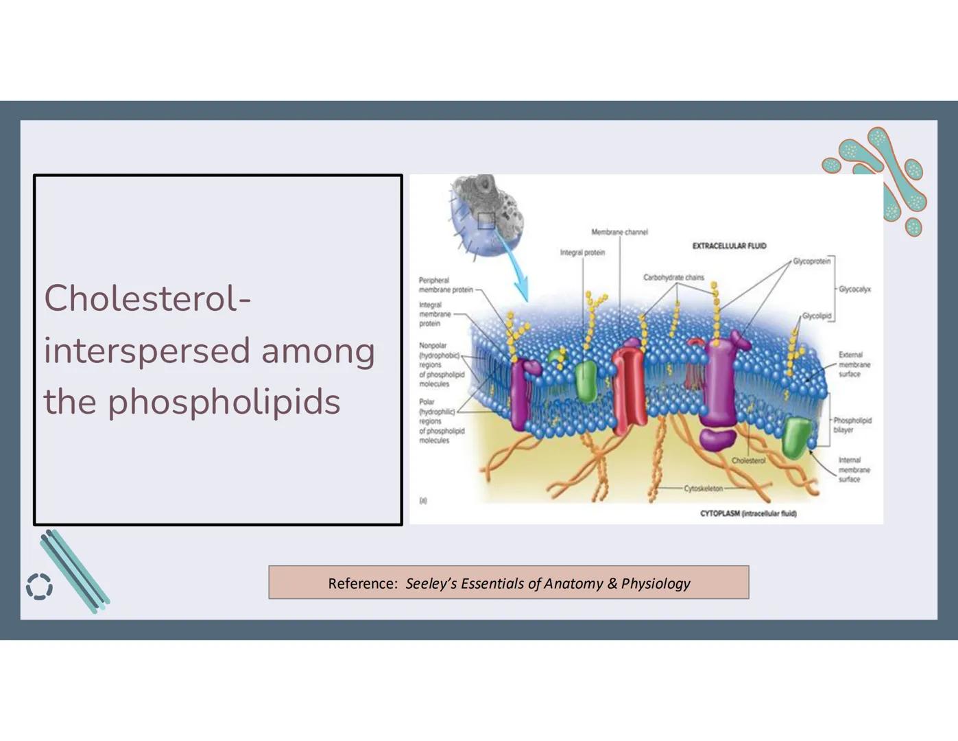 # 01
Functions of the cell Cells- basic units of all living things
Plasma membrane/ cell membrane- outer
boundary of the cell; cell interac