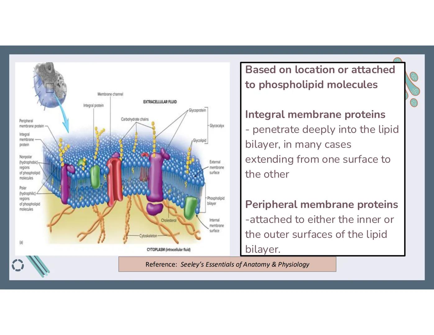 # 01
Functions of the cell Cells- basic units of all living things
Plasma membrane/ cell membrane- outer
boundary of the cell; cell interac