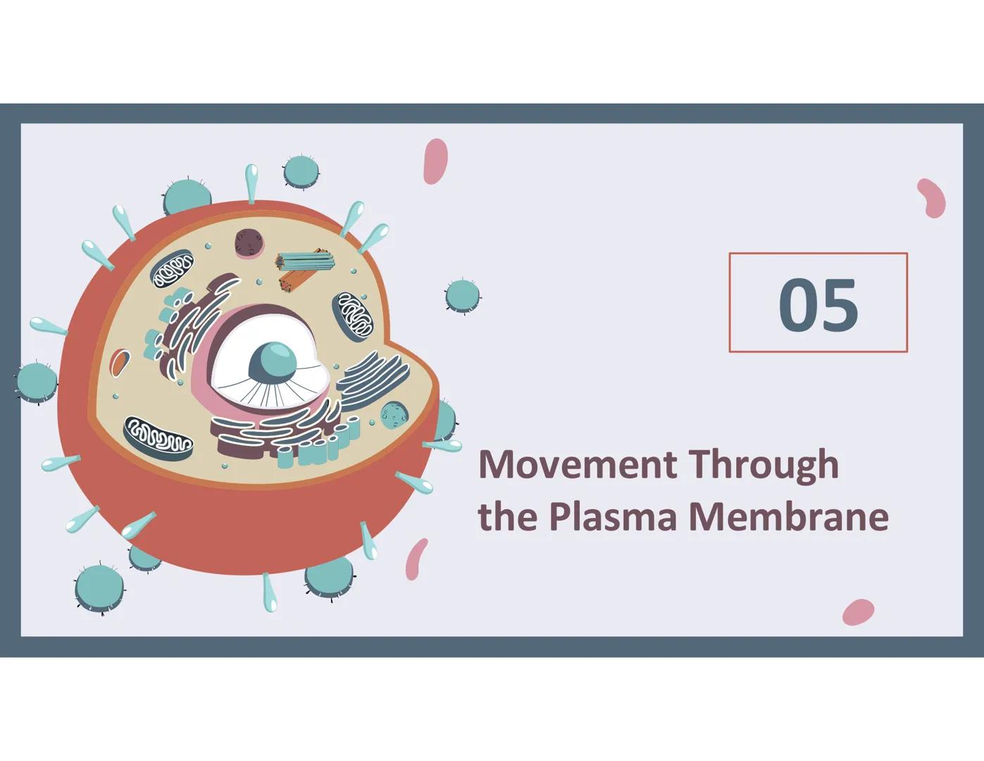 # 01
Functions of the cell Cells- basic units of all living things
Plasma membrane/ cell membrane- outer
boundary of the cell; cell interac