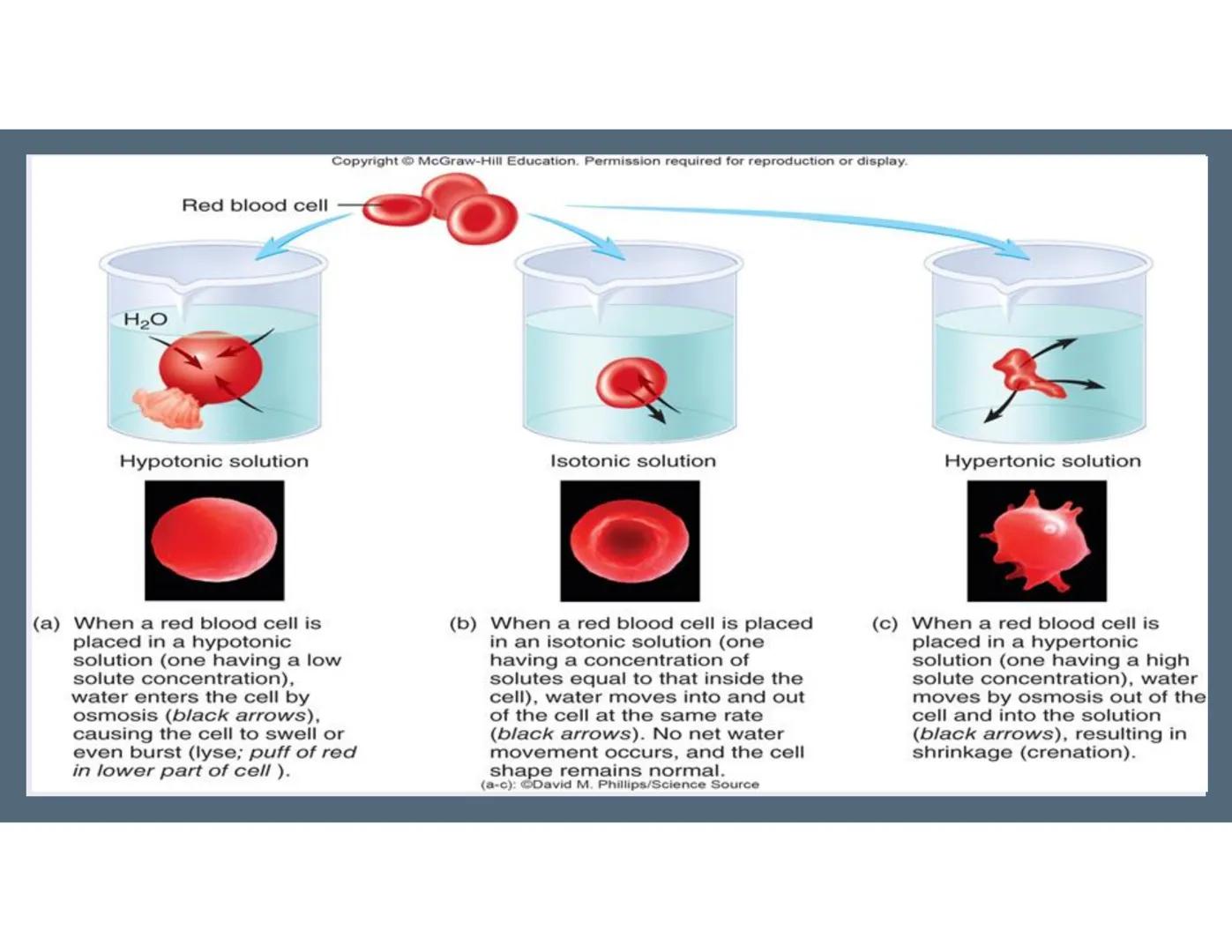 # 01
Functions of the cell Cells- basic units of all living things
Plasma membrane/ cell membrane- outer
boundary of the cell; cell interac