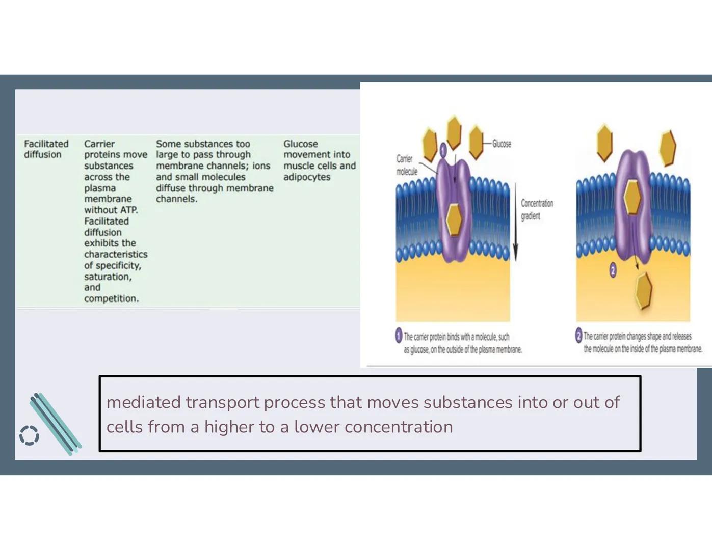 # 01
Functions of the cell Cells- basic units of all living things
Plasma membrane/ cell membrane- outer
boundary of the cell; cell interac