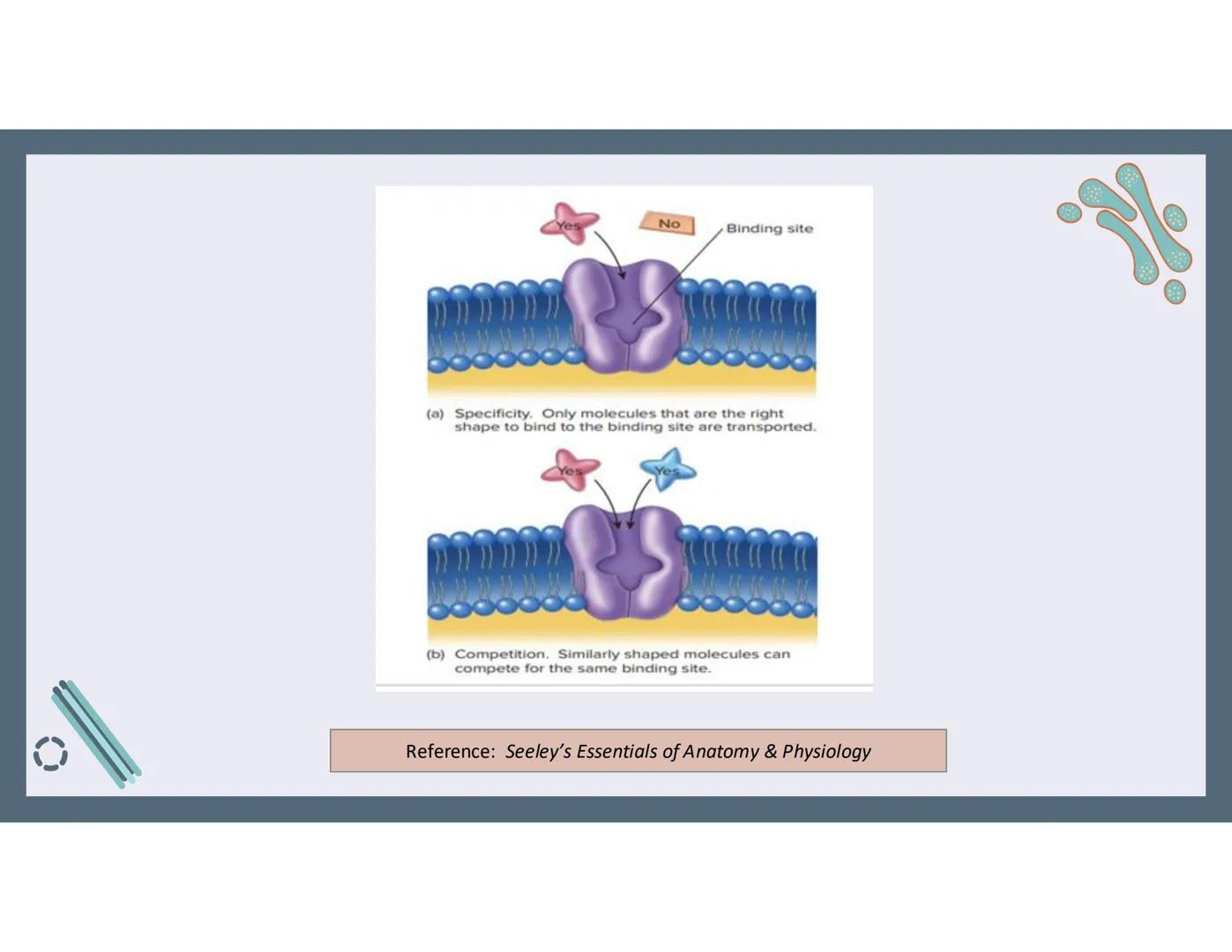 # 01
Functions of the cell Cells- basic units of all living things
Plasma membrane/ cell membrane- outer
boundary of the cell; cell interac