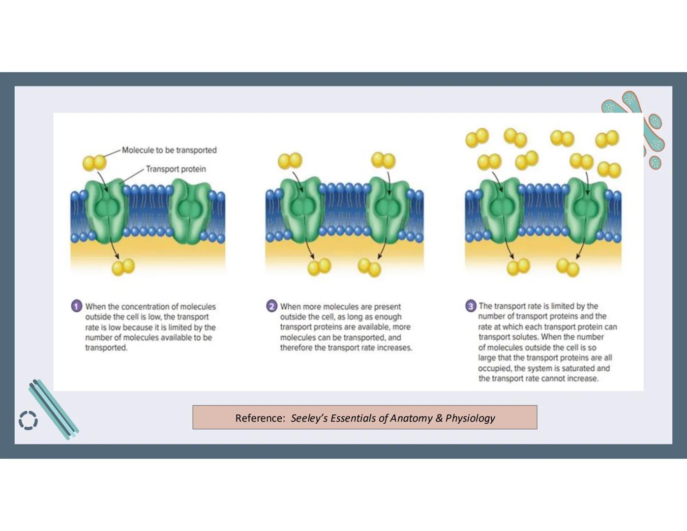 # 01
Functions of the cell Cells- basic units of all living things
Plasma membrane/ cell membrane- outer
boundary of the cell; cell interac