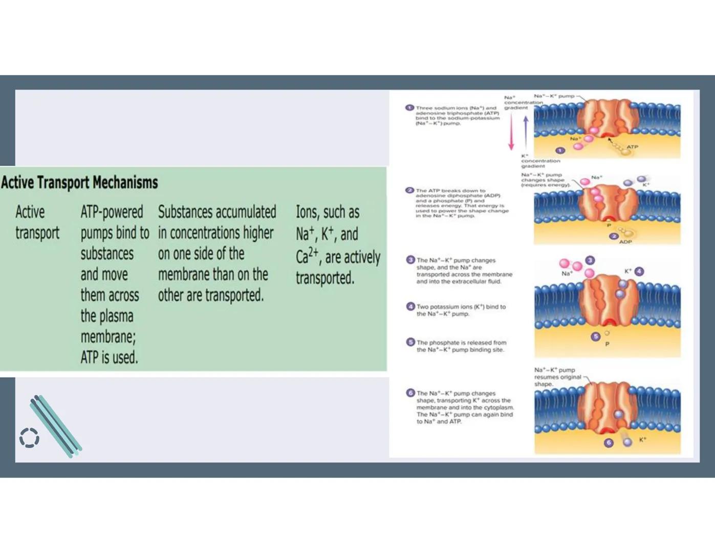 # 01
Functions of the cell Cells- basic units of all living things
Plasma membrane/ cell membrane- outer
boundary of the cell; cell interac