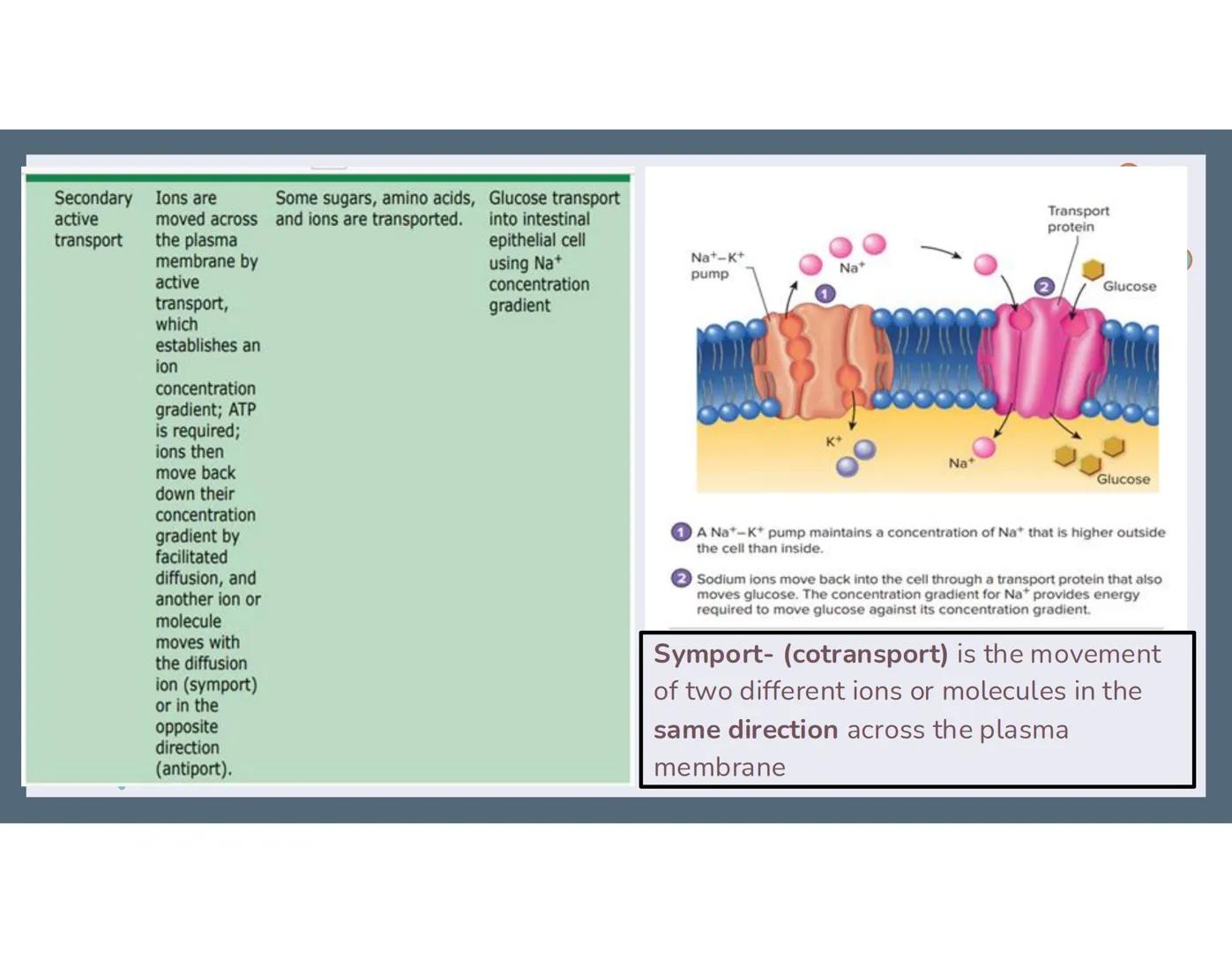 # 01
Functions of the cell Cells- basic units of all living things
Plasma membrane/ cell membrane- outer
boundary of the cell; cell interac