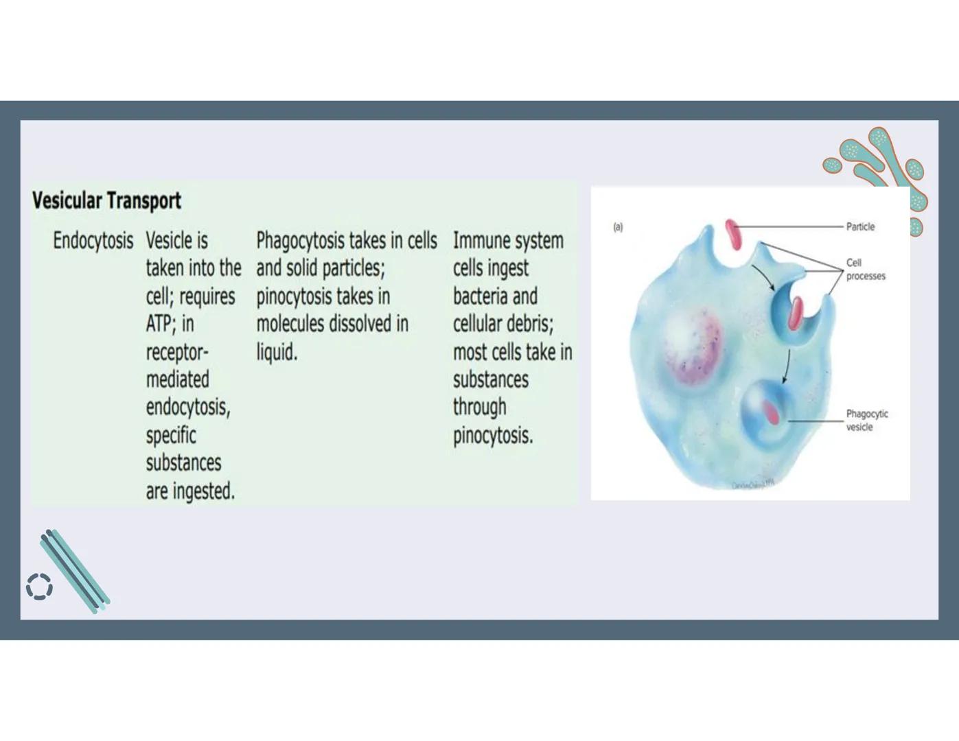 # 01
Functions of the cell Cells- basic units of all living things
Plasma membrane/ cell membrane- outer
boundary of the cell; cell interac