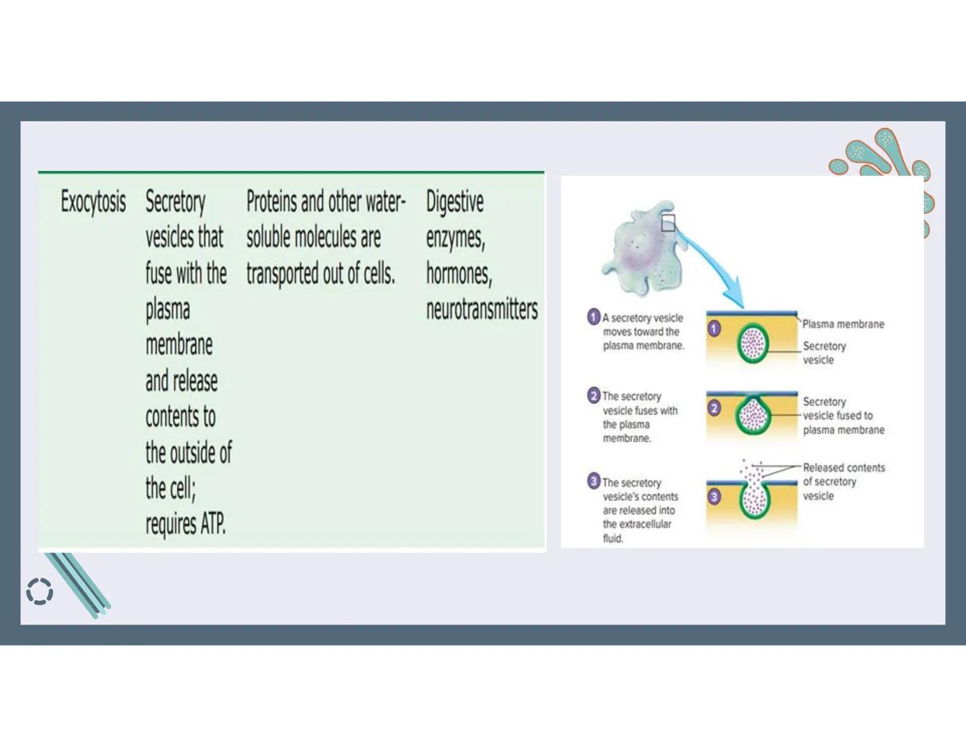 # 01
Functions of the cell Cells- basic units of all living things
Plasma membrane/ cell membrane- outer
boundary of the cell; cell interac