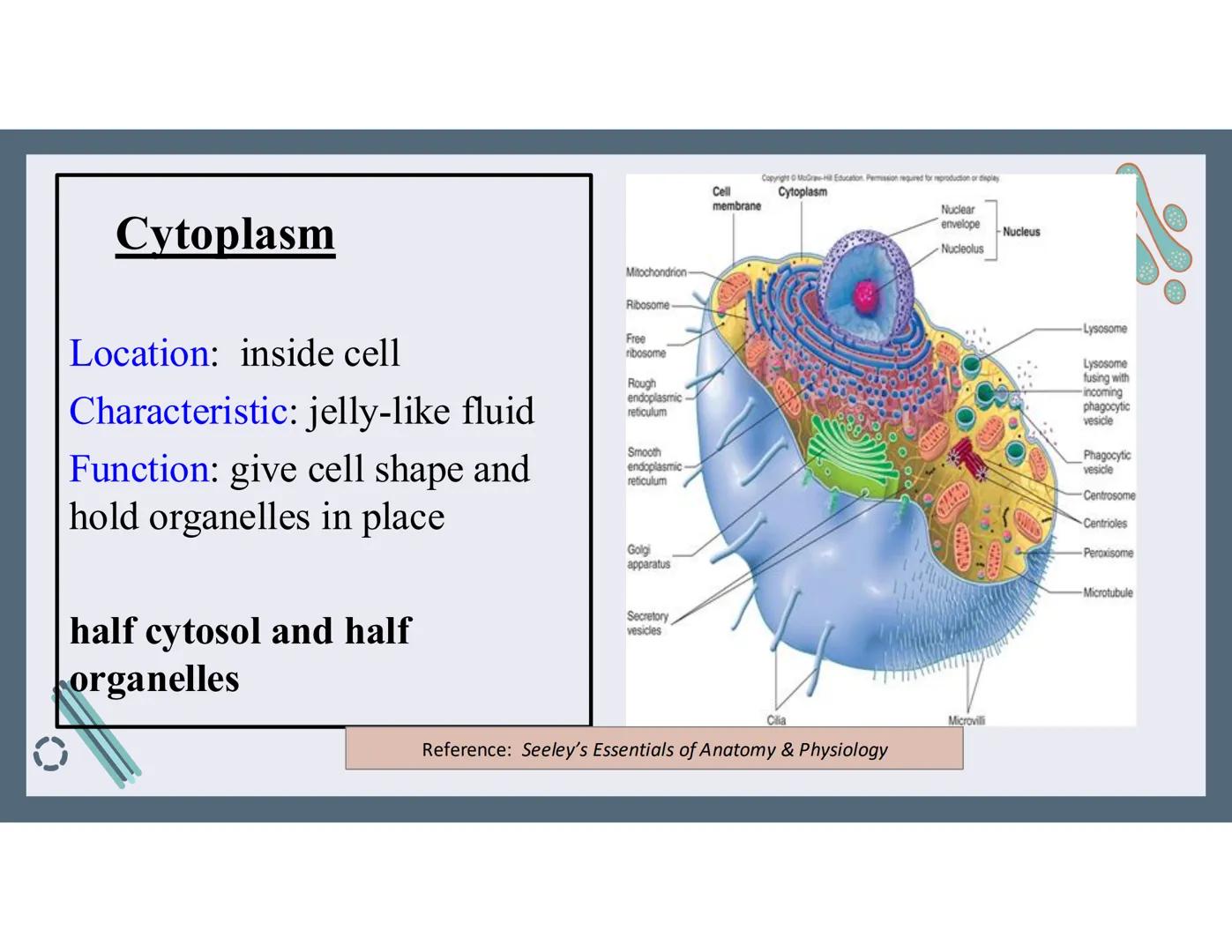 # 01
Functions of the cell Cells- basic units of all living things
Plasma membrane/ cell membrane- outer
boundary of the cell; cell interac