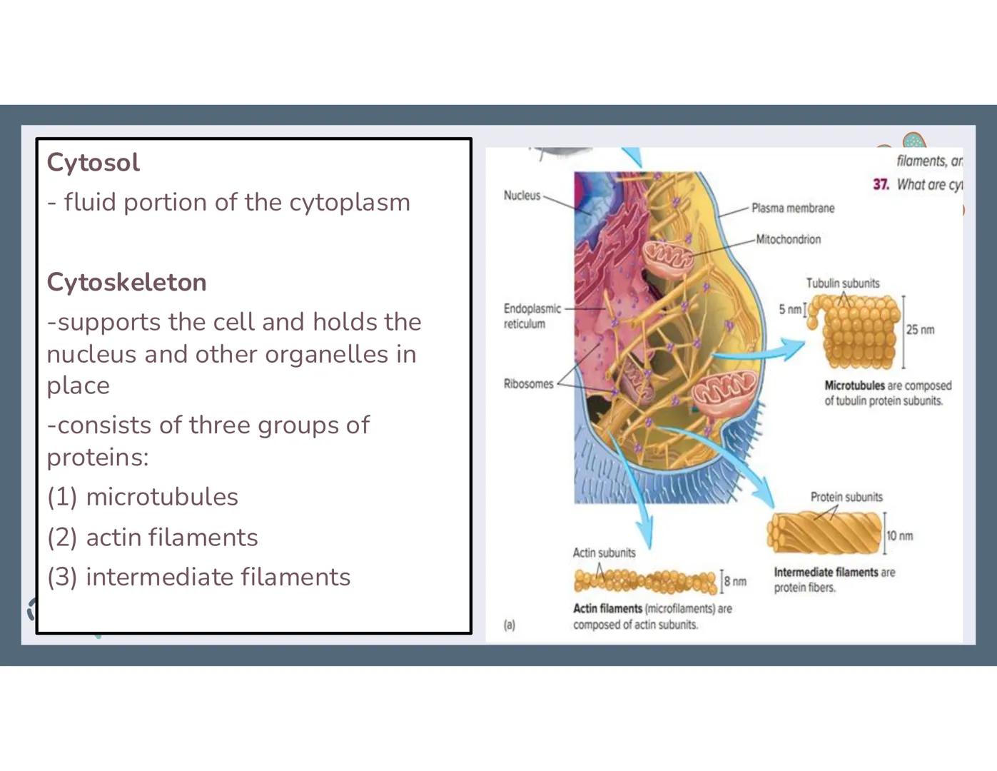 # 01
Functions of the cell Cells- basic units of all living things
Plasma membrane/ cell membrane- outer
boundary of the cell; cell interac