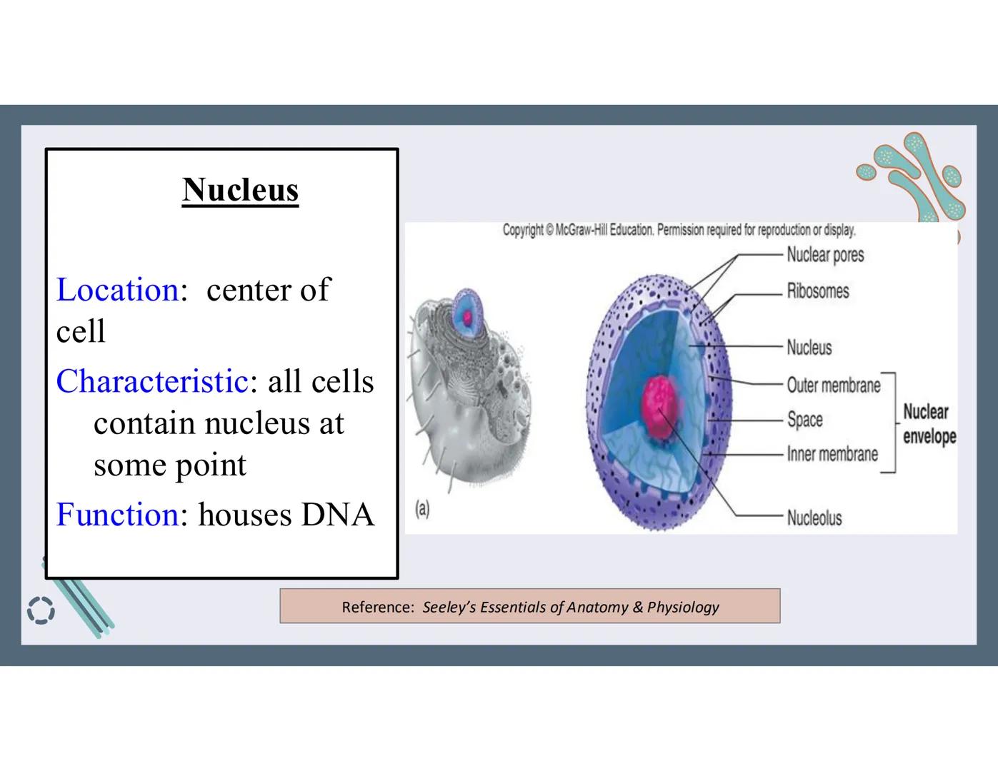 # 01
Functions of the cell Cells- basic units of all living things
Plasma membrane/ cell membrane- outer
boundary of the cell; cell interac