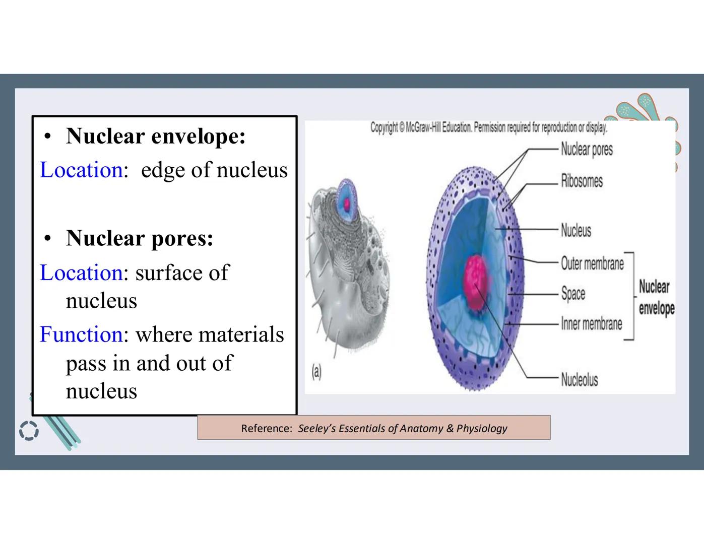 # 01
Functions of the cell Cells- basic units of all living things
Plasma membrane/ cell membrane- outer
boundary of the cell; cell interac