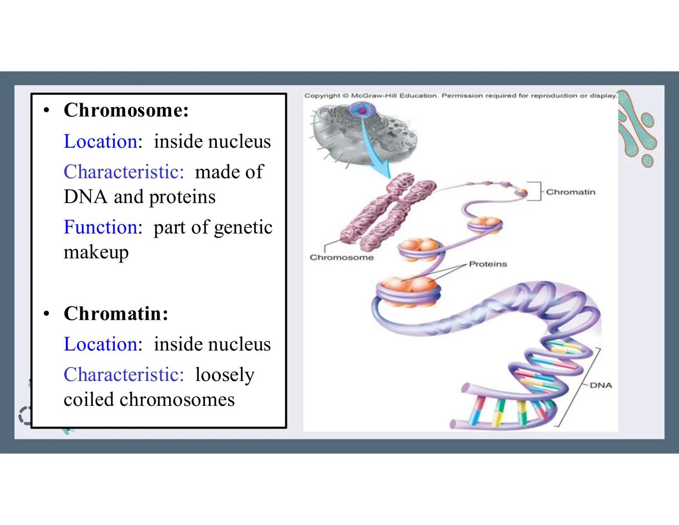 # 01
Functions of the cell Cells- basic units of all living things
Plasma membrane/ cell membrane- outer
boundary of the cell; cell interac