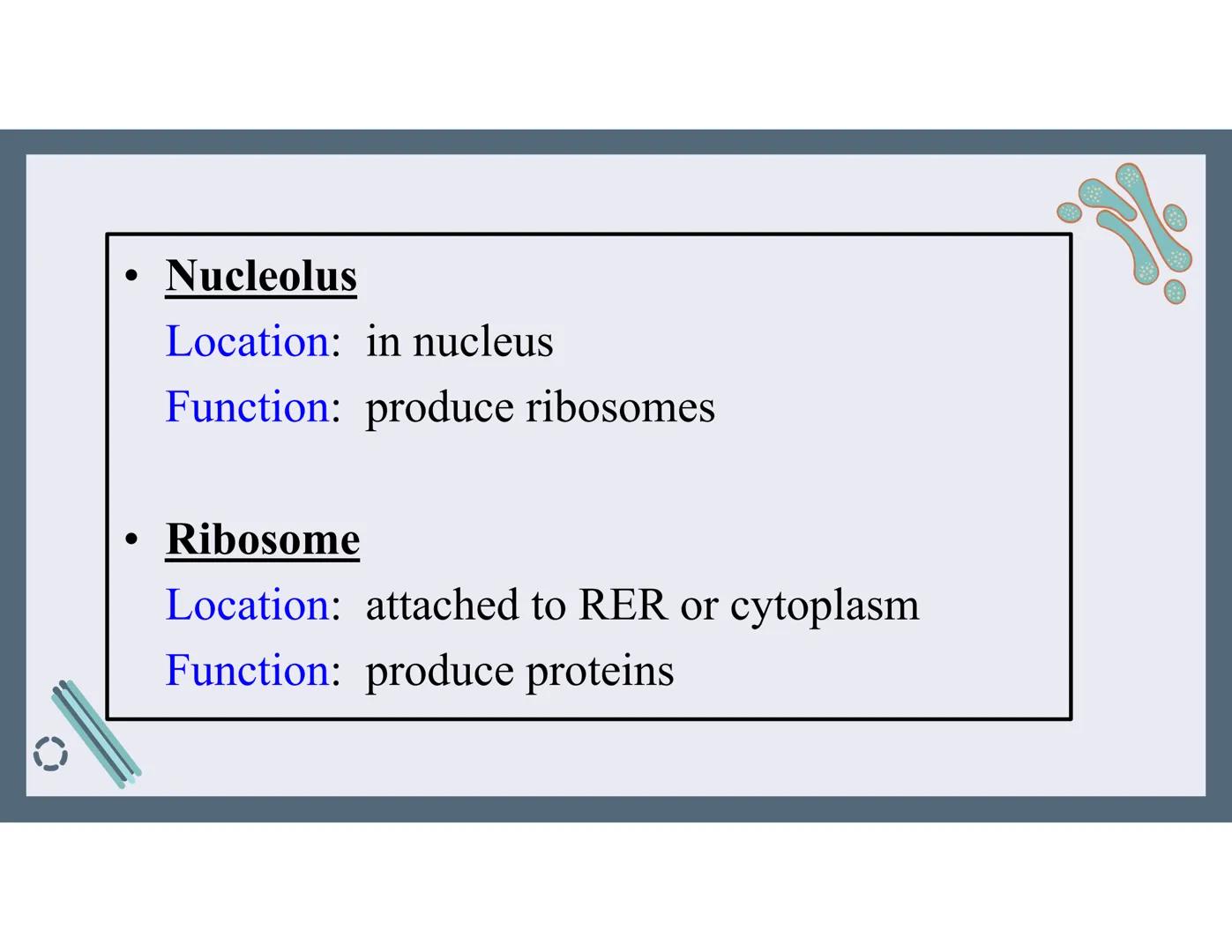 # 01
Functions of the cell Cells- basic units of all living things
Plasma membrane/ cell membrane- outer
boundary of the cell; cell interac