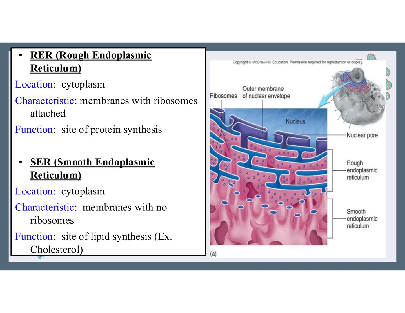 # 01
Functions of the cell Cells- basic units of all living things
Plasma membrane/ cell membrane- outer
boundary of the cell; cell interac