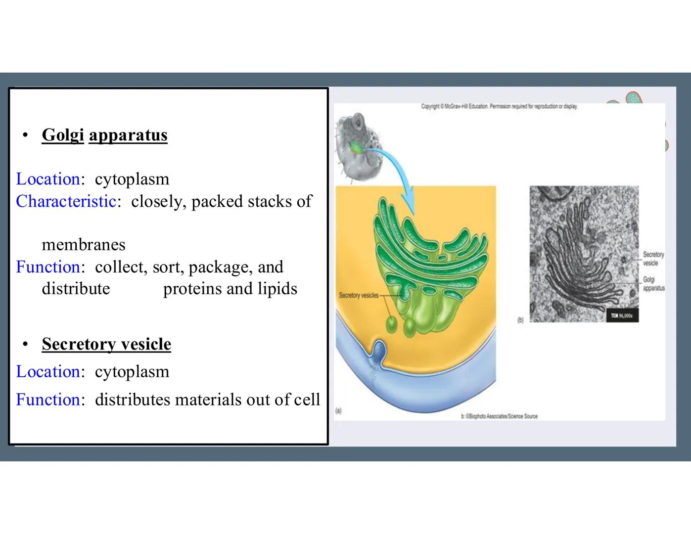 # 01
Functions of the cell Cells- basic units of all living things
Plasma membrane/ cell membrane- outer
boundary of the cell; cell interac