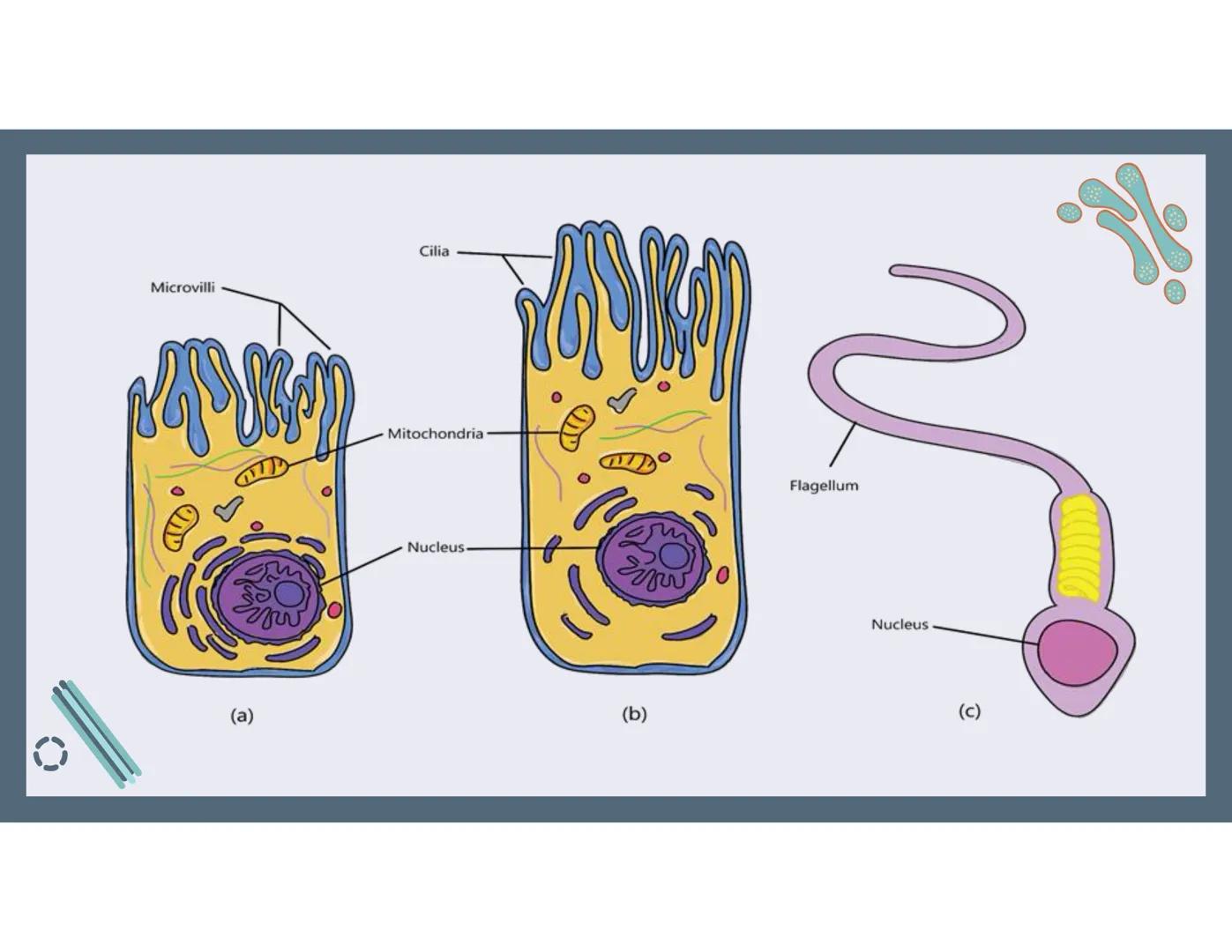 # 01
Functions of the cell Cells- basic units of all living things
Plasma membrane/ cell membrane- outer
boundary of the cell; cell interac