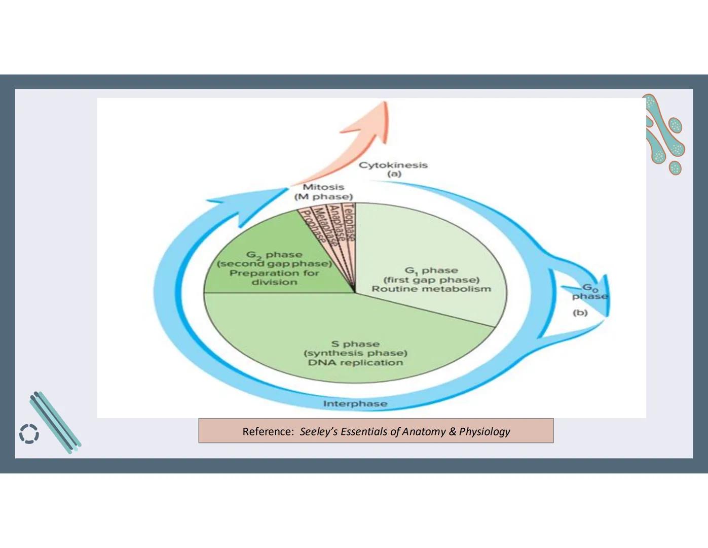 # 01
Functions of the cell Cells- basic units of all living things
Plasma membrane/ cell membrane- outer
boundary of the cell; cell interac