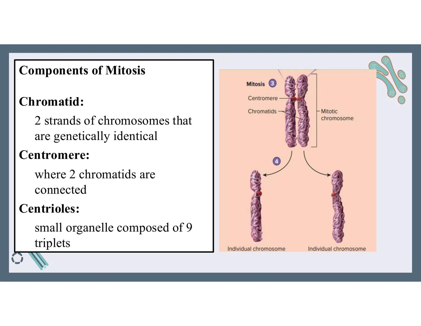 # 01
Functions of the cell Cells- basic units of all living things
Plasma membrane/ cell membrane- outer
boundary of the cell; cell interac