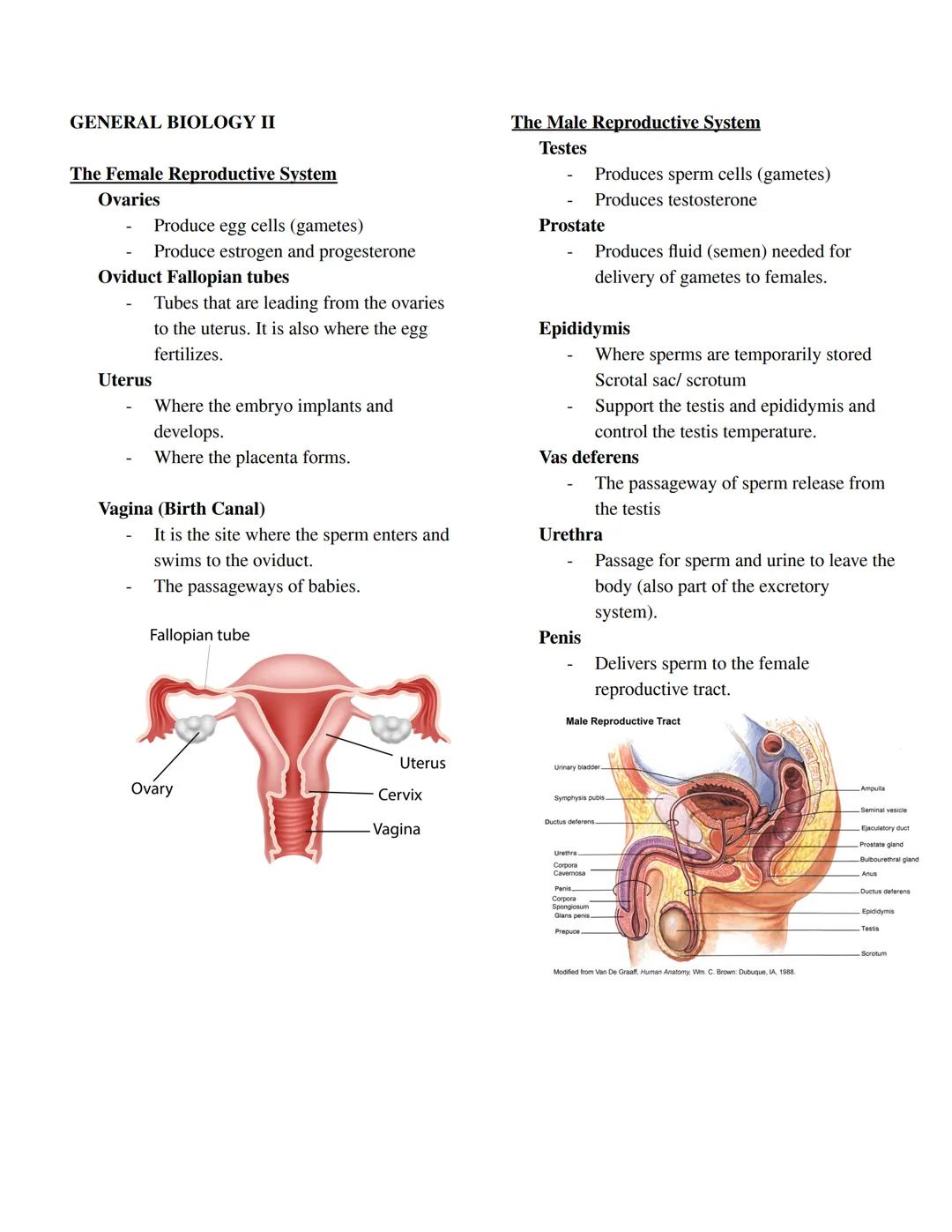 GENERAL BIOLOGY II
The Male Reproductive System
The Female Reproductive System
Testes
Ovaries
- Produces sperm cells (gametes)
- Produce
