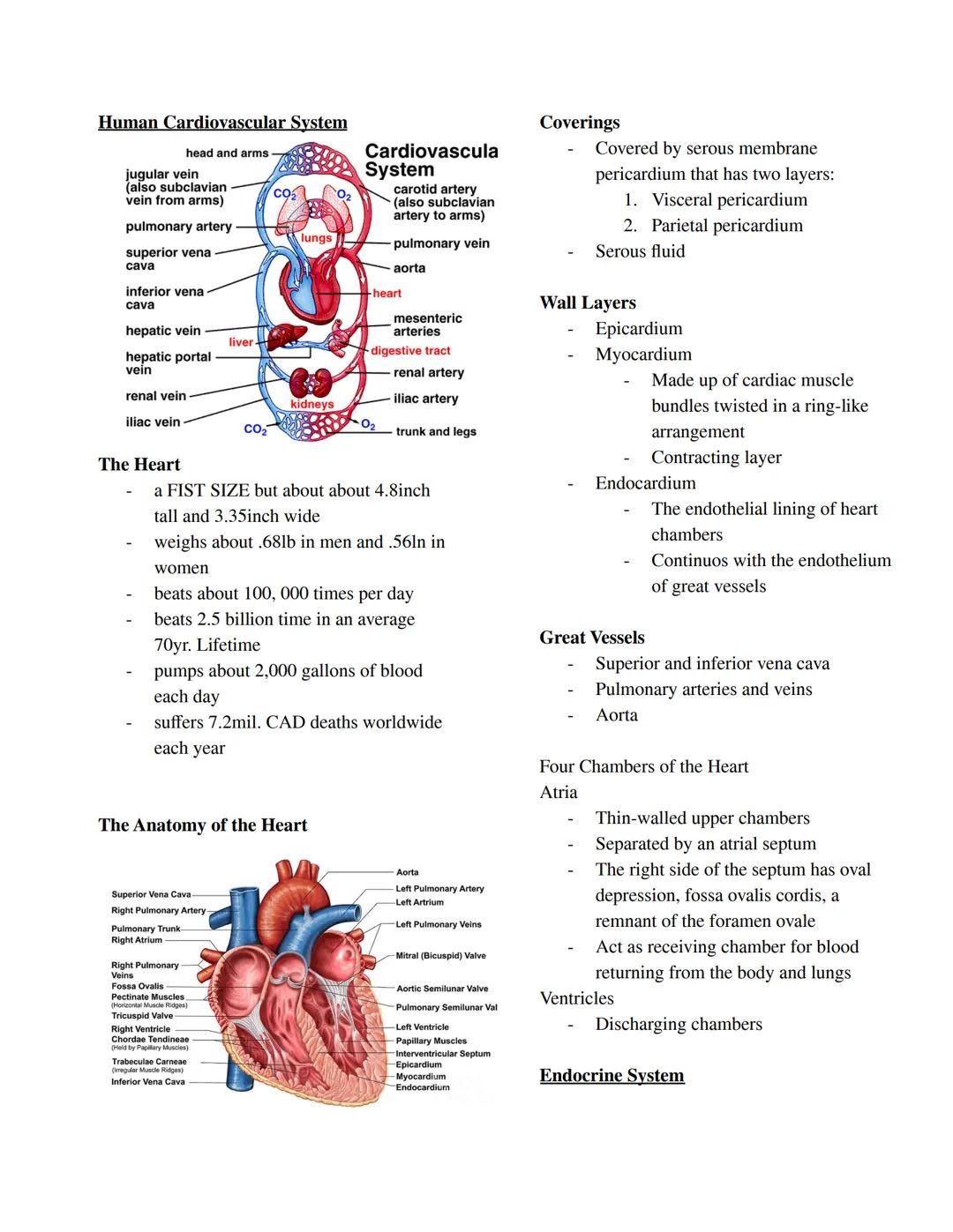 GENERAL BIOLOGY II
The Male Reproductive System
The Female Reproductive System
Testes
Ovaries
- Produces sperm cells (gametes)
- Produce