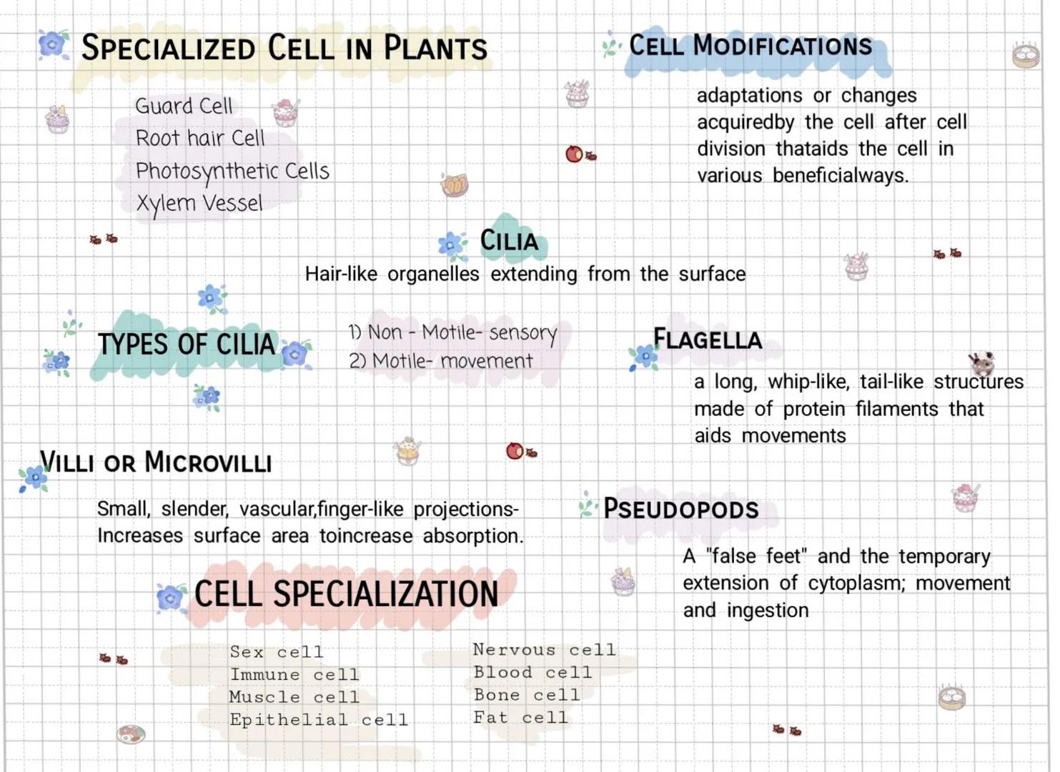 The Cell Theory
ANTON VON LEEWENHOEK(1632-1723)
A Dutch Businessman and a contemporary of
Hooke used his own(single lens) monocular
microsco
