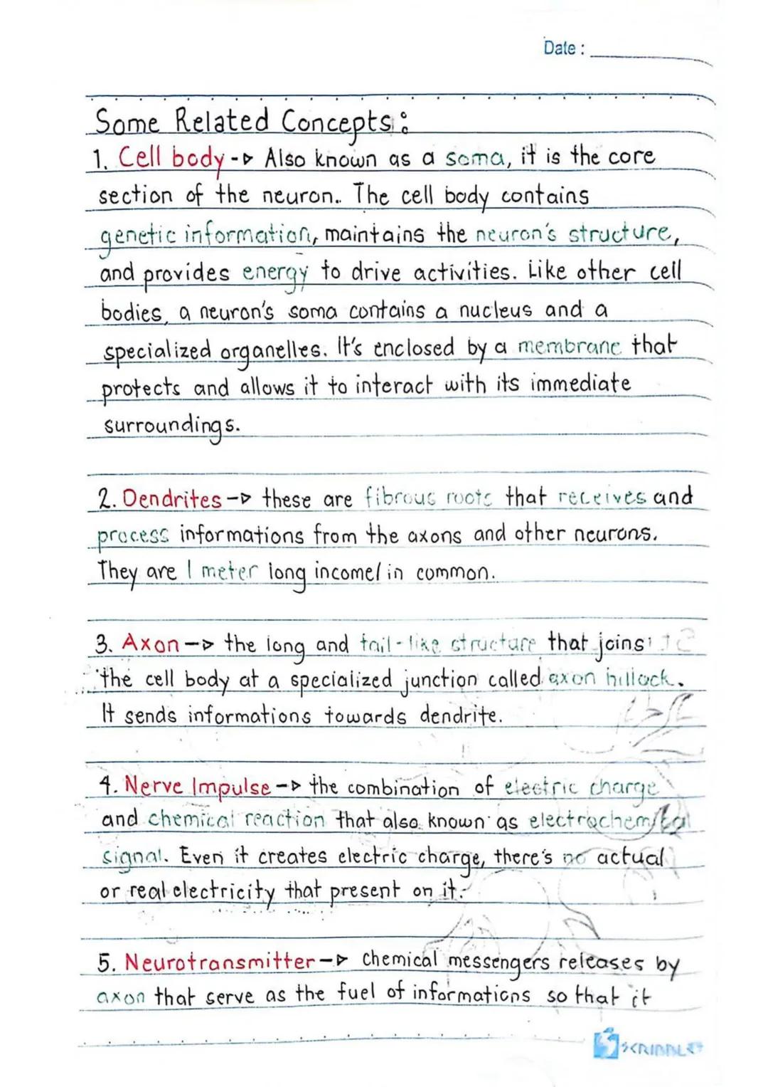 3RD QUARTER
Date:
Body
erve cells, send and recieve
neurons have a lot in
Ils, they're structurally
on many scientific research,
of neurons