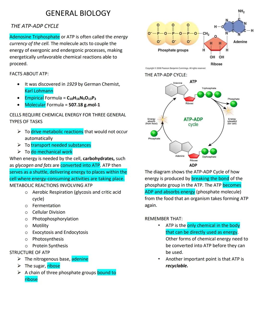 GENERAL BIOLOGY
THE ATP-ADP CYCLE
Adenosine Triphosphate or ATP is often called the energy
currency of the cell. The molecule acts to couple