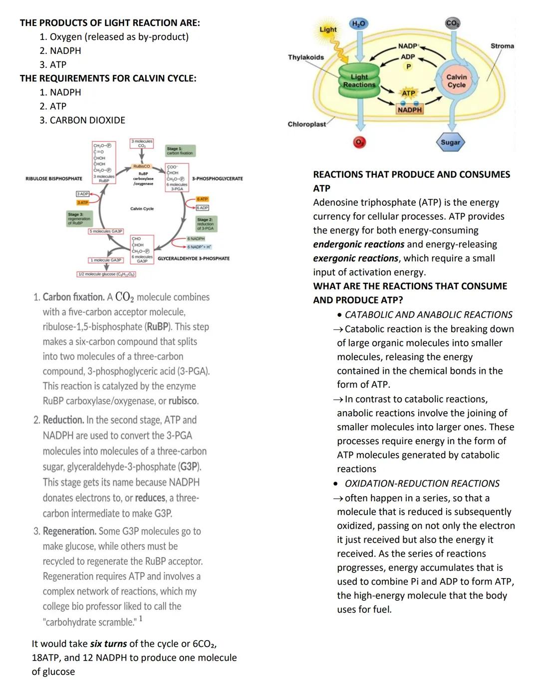 GENERAL BIOLOGY
THE ATP-ADP CYCLE
Adenosine Triphosphate or ATP is often called the energy
currency of the cell. The molecule acts to couple
