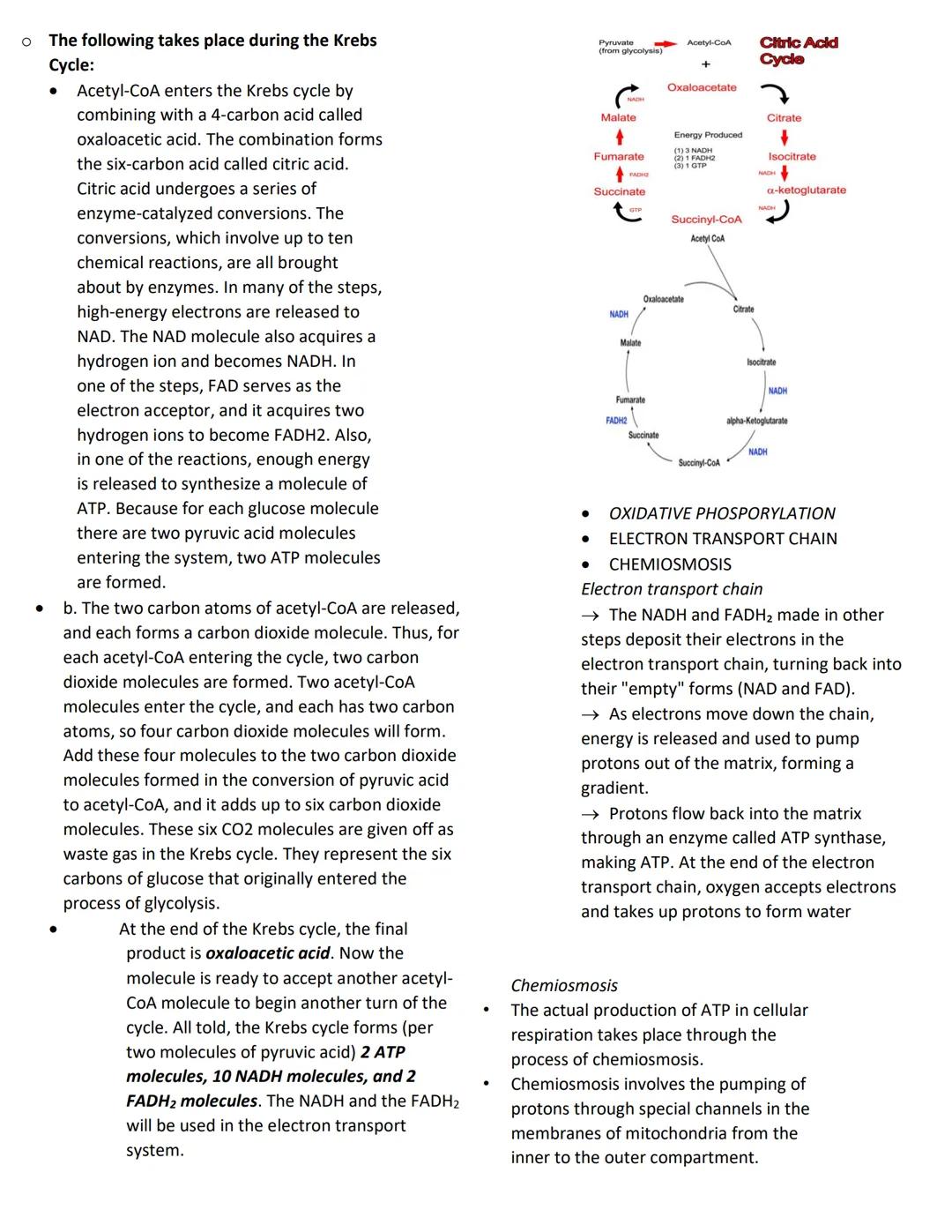 GENERAL BIOLOGY
THE ATP-ADP CYCLE
Adenosine Triphosphate or ATP is often called the energy
currency of the cell. The molecule acts to couple