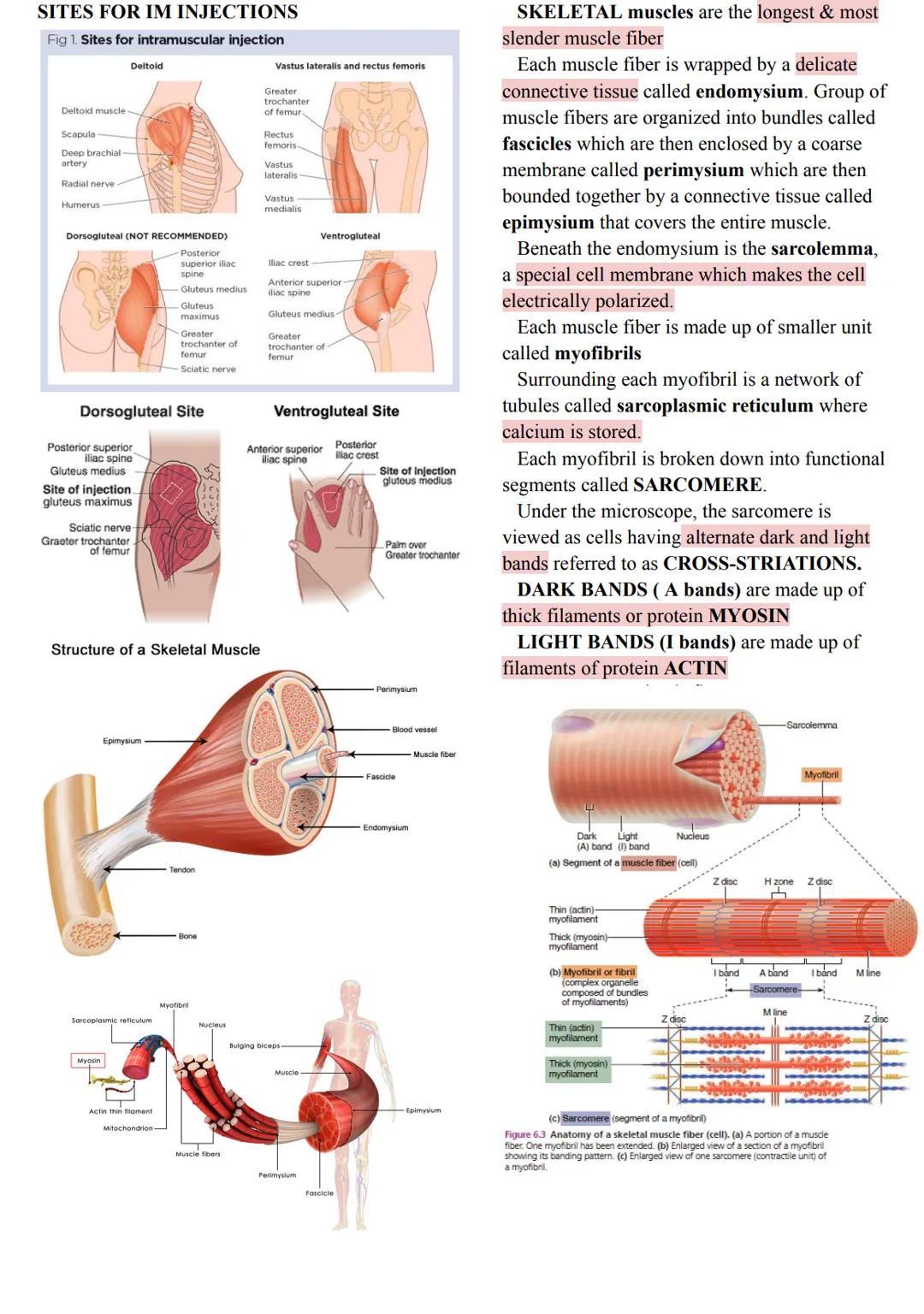 MUSCLES
Came from the Latin word mus meaning
"little
mouse"
40-50% of body weight
Responsible for all body movement
Viewed as machines of th