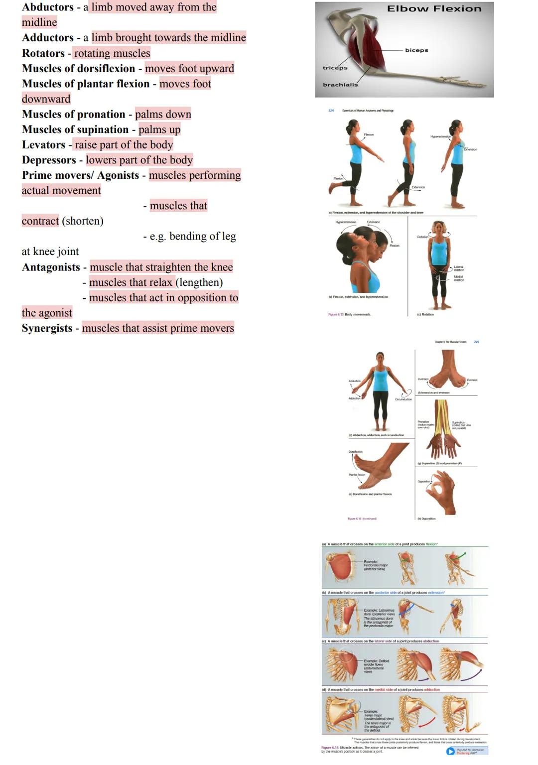 MUSCLES
Came from the Latin word mus meaning
"little
mouse"
40-50% of body weight
Responsible for all body movement
Viewed as machines of th