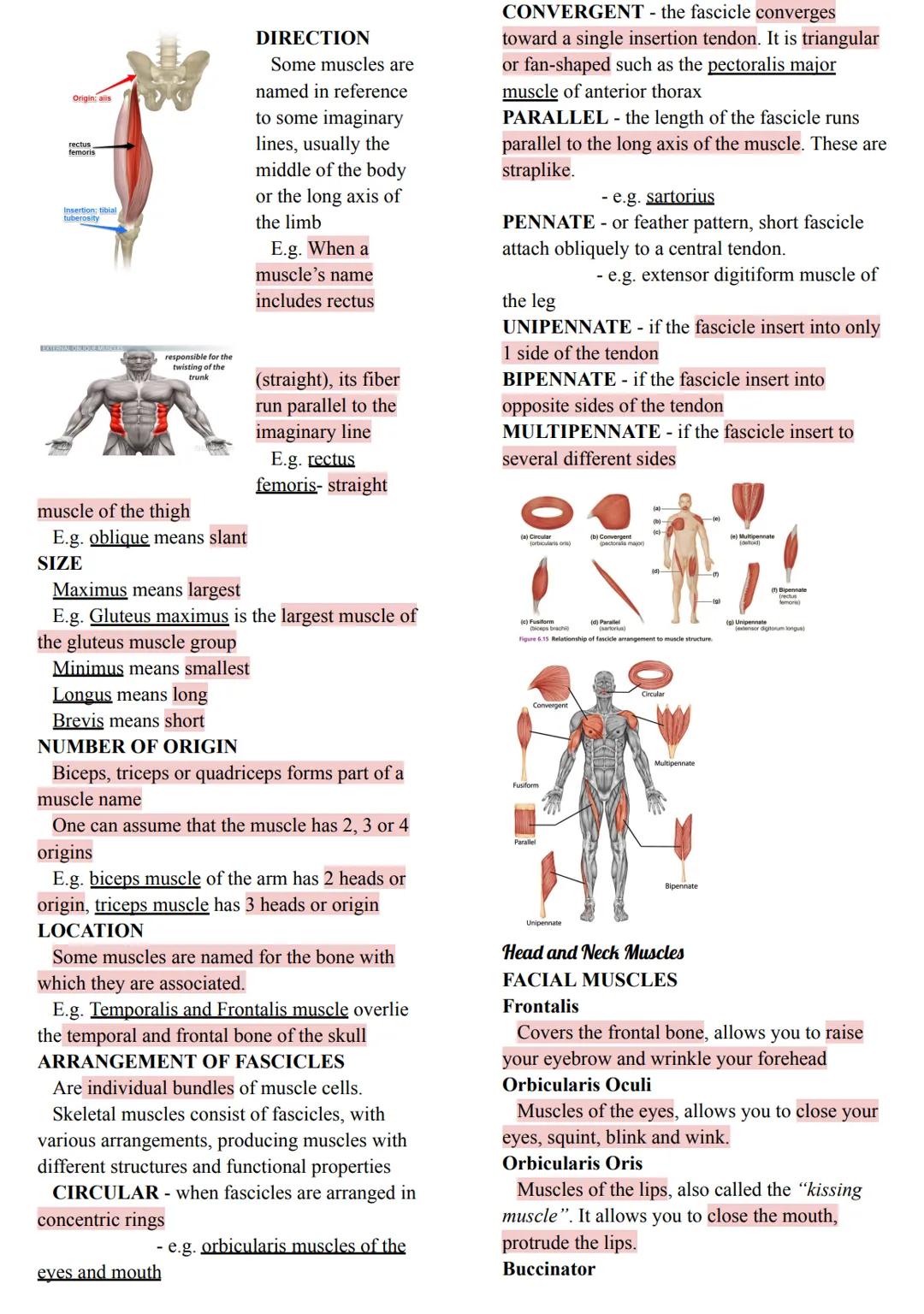 MUSCLES
Came from the Latin word mus meaning
"little
mouse"
40-50% of body weight
Responsible for all body movement
Viewed as machines of th